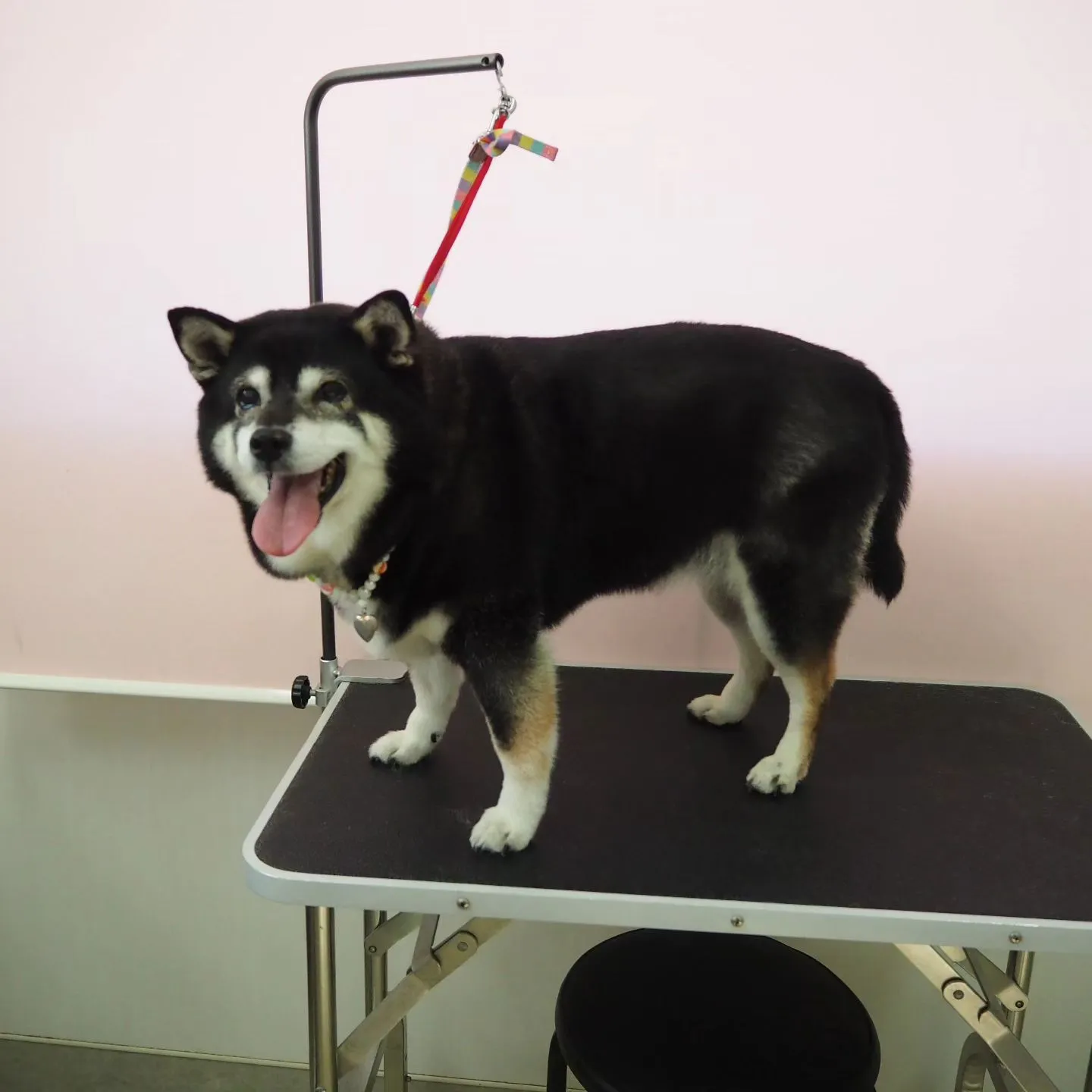 【トリミング】柴犬【シャンプーコース】