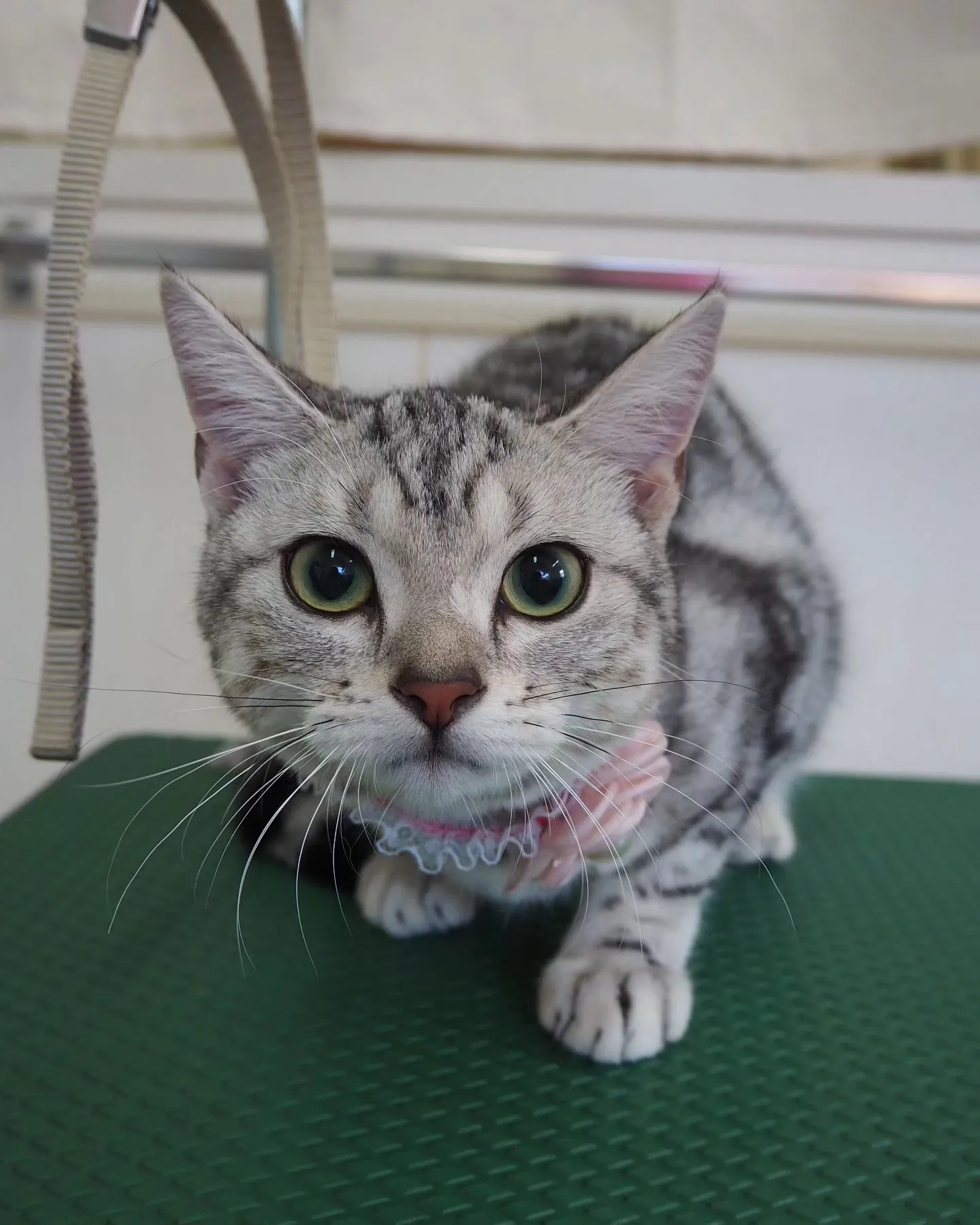 【トリミング】猫ちゃん【初めてのシャンプー】