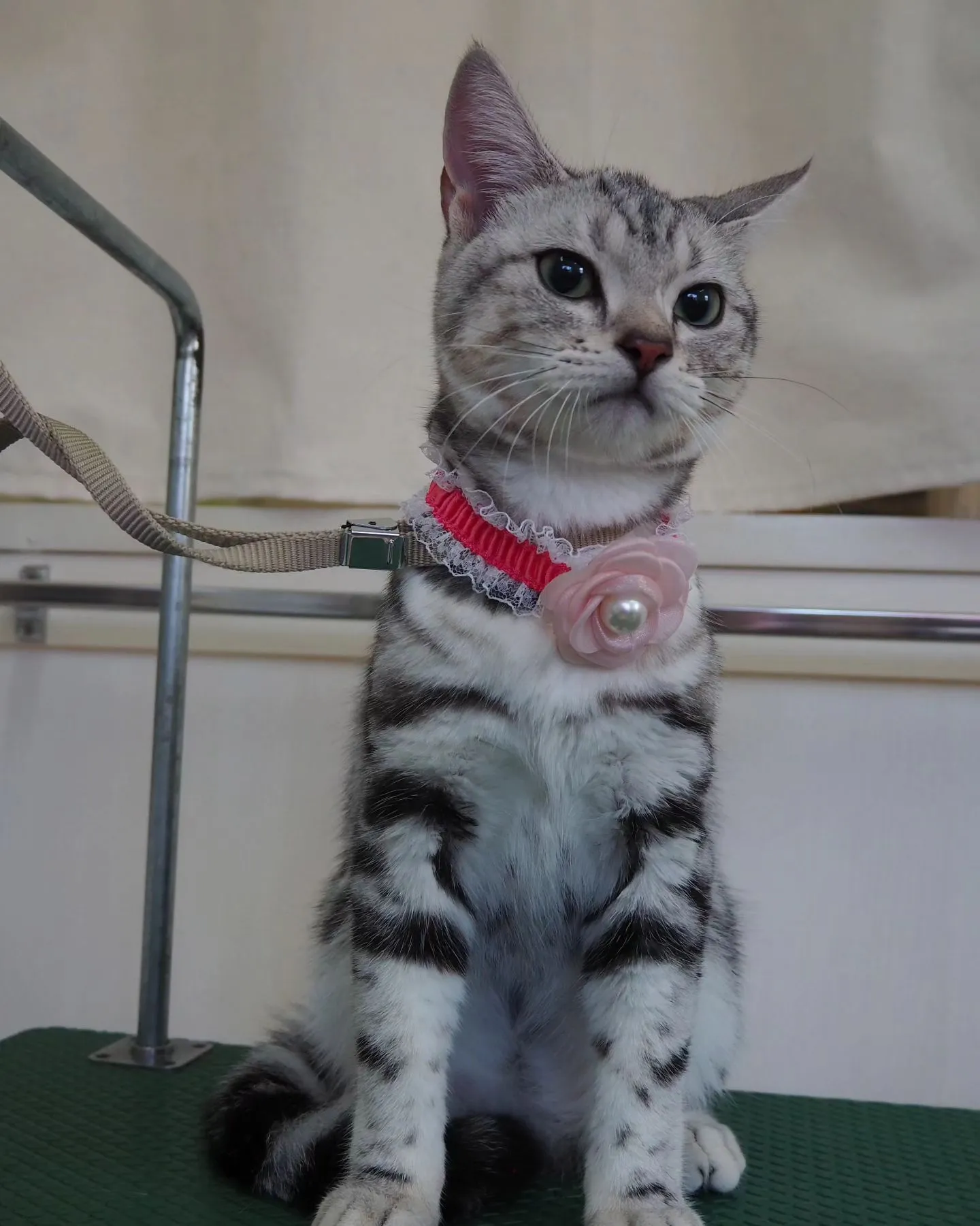 【トリミング】猫ちゃん【初めてのシャンプー】