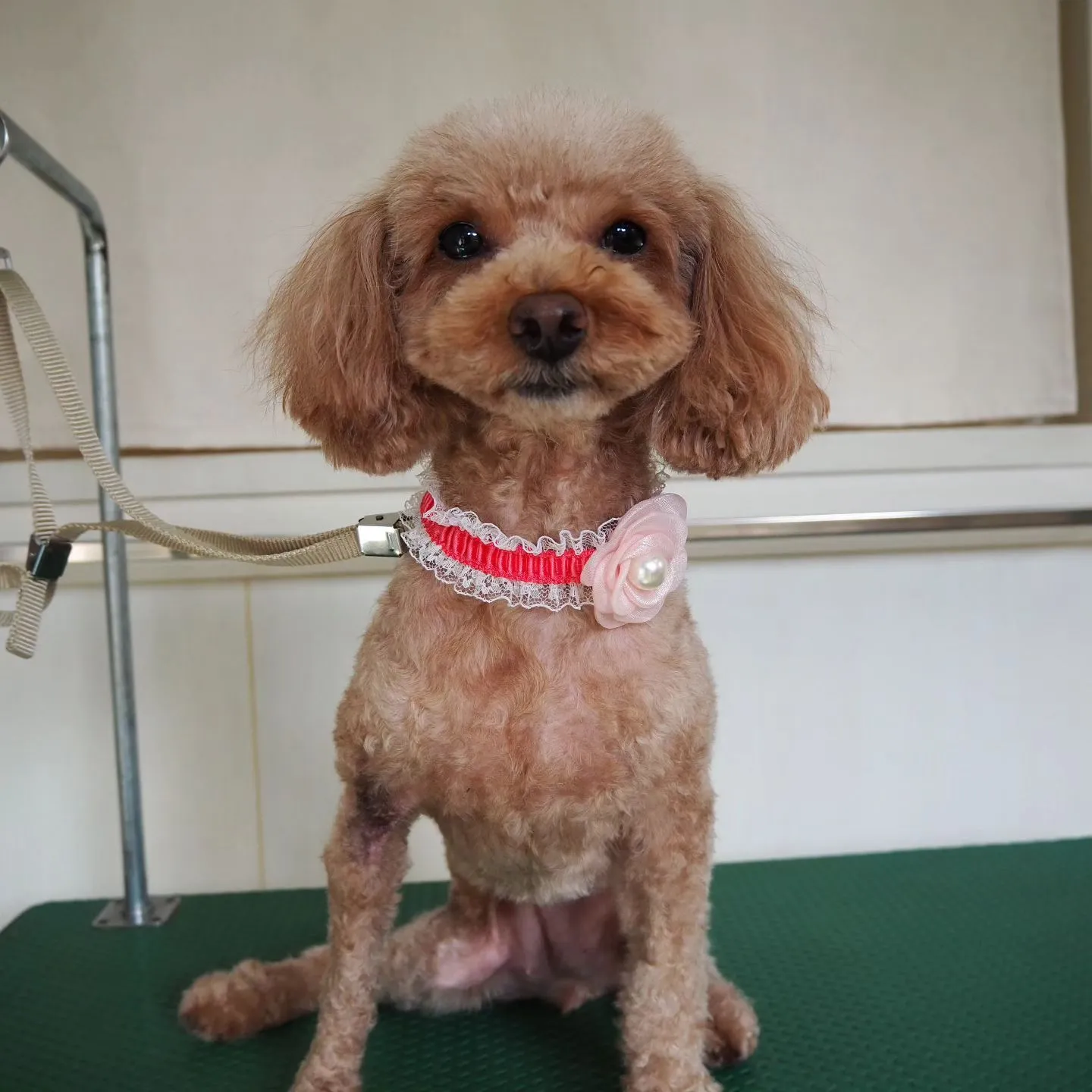 【トリミング】トイプードル【バリカン仕上げ】