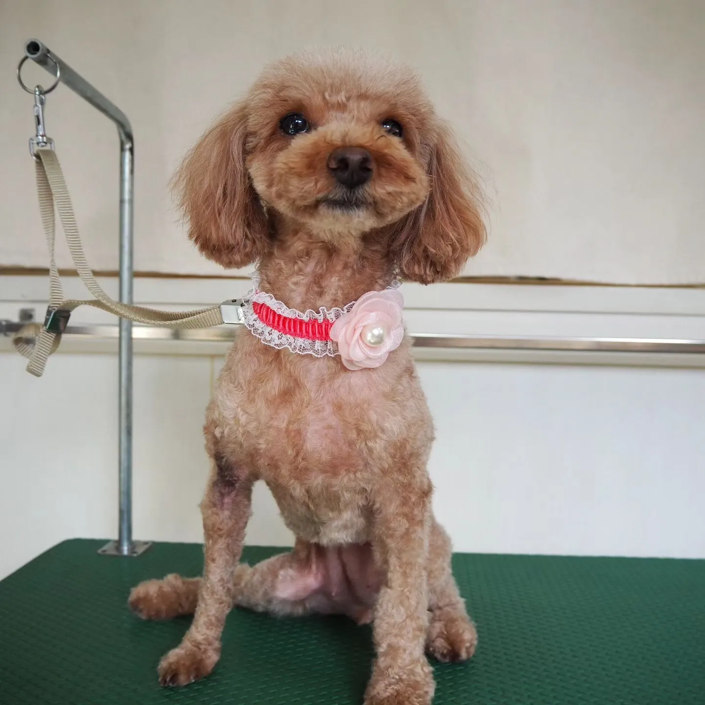 【トリミング】トイプードル【バリカン仕上げ】