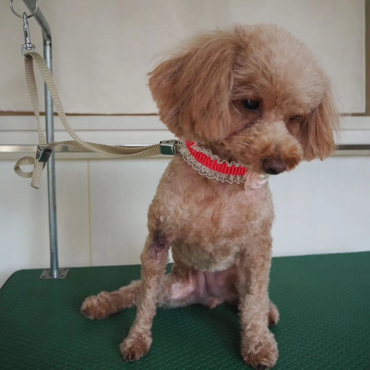 【トリミング】トイプードル【バリカン仕上げ】