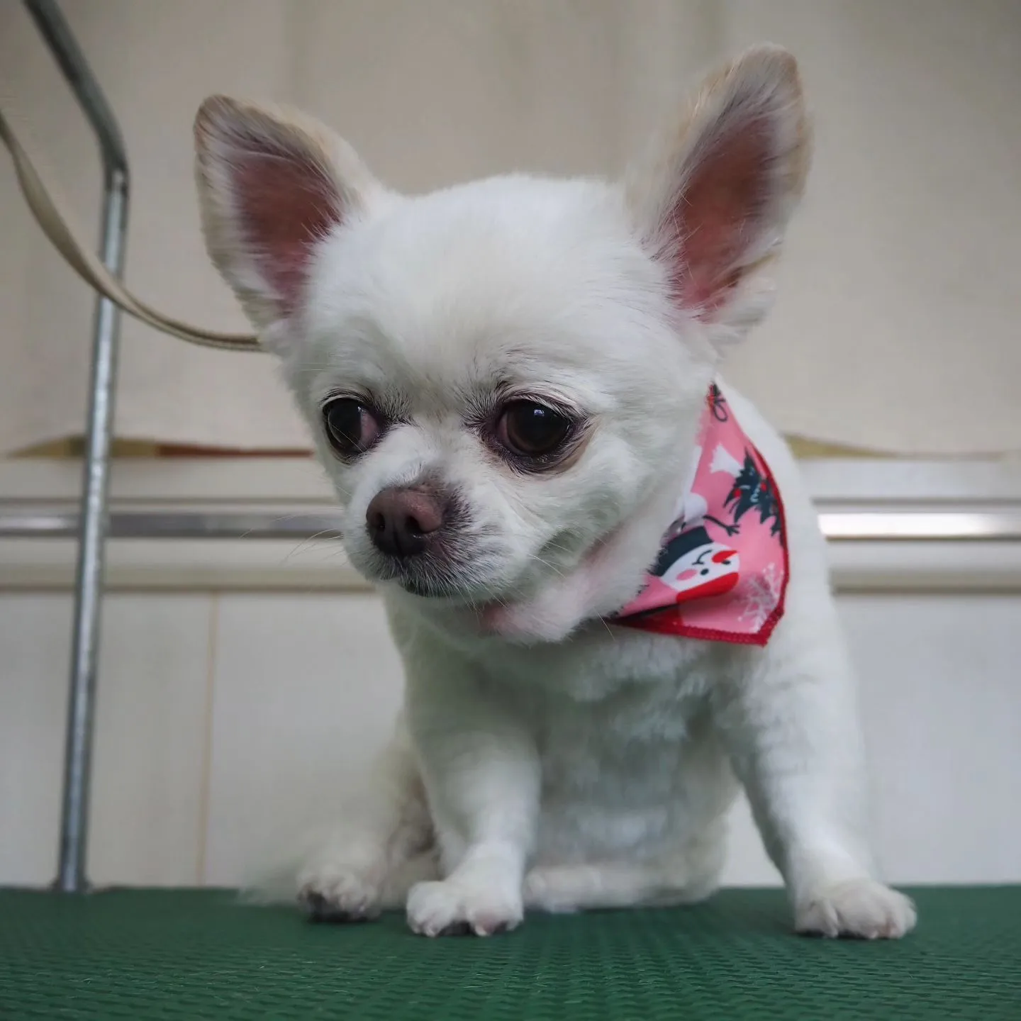 【トリミング】チワワ【バリカン仕上げ】