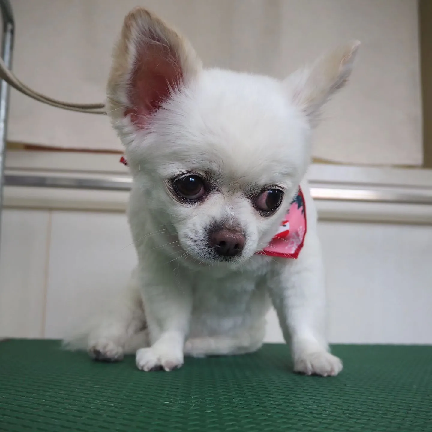 【トリミング】チワワ【バリカン仕上げ】