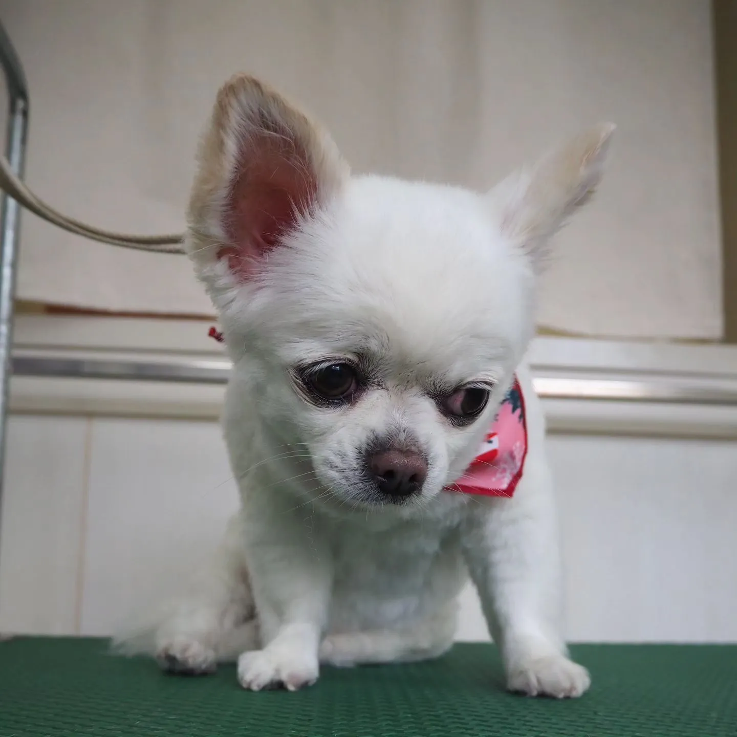 【トリミング】チワワ【バリカン仕上げ】