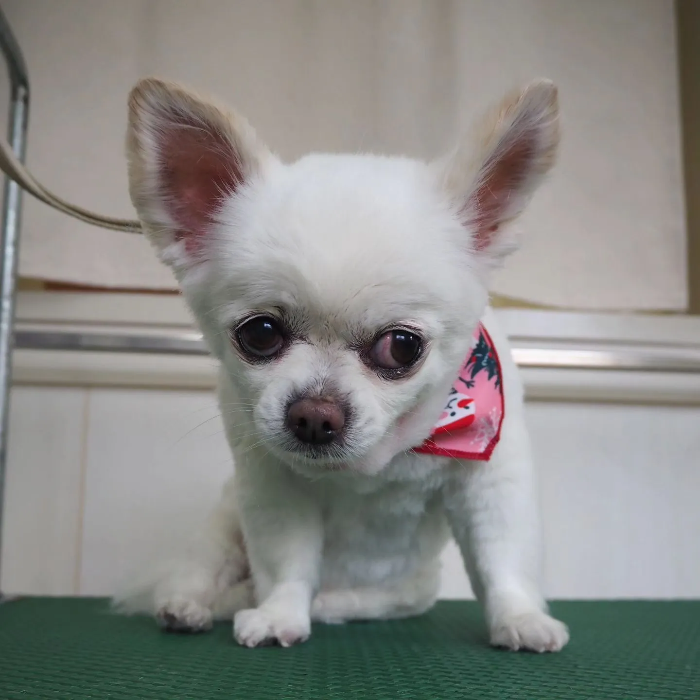 【トリミング】チワワ【バリカン仕上げ】