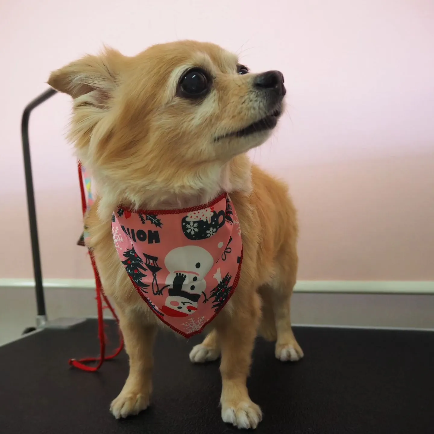 【トリミング】【シャンプーコース】