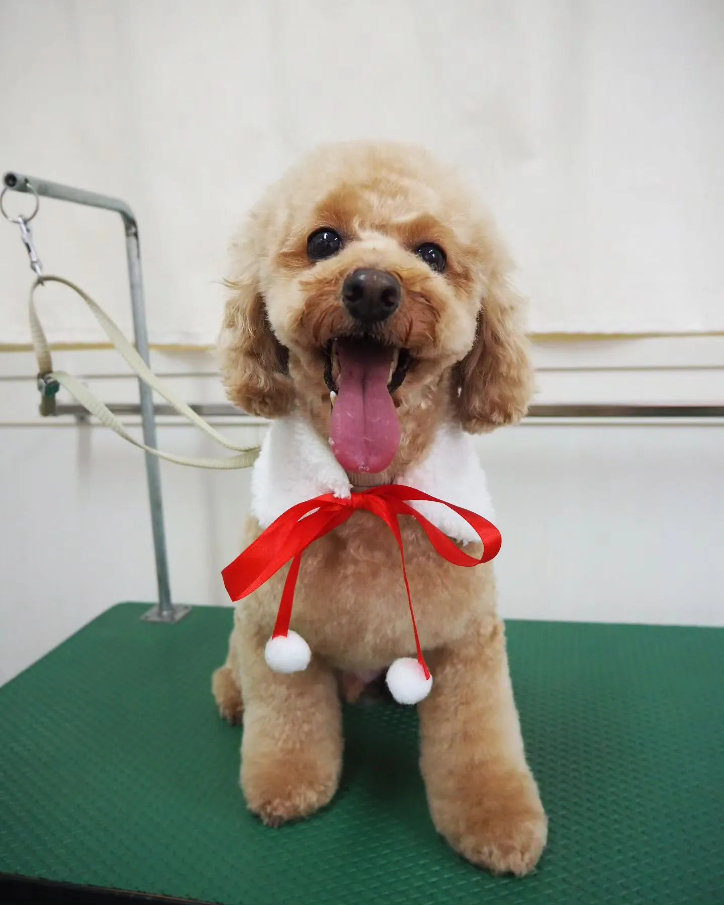 【トリミング】トイプードル【お気に入りカット】