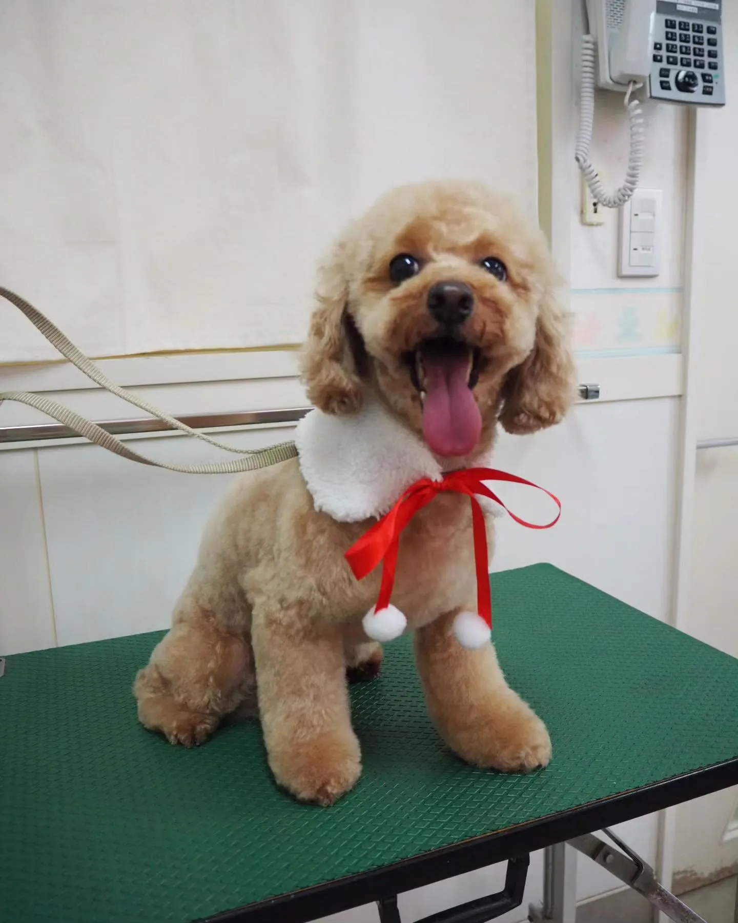 【トリミング】トイプードル【お気に入りカット】