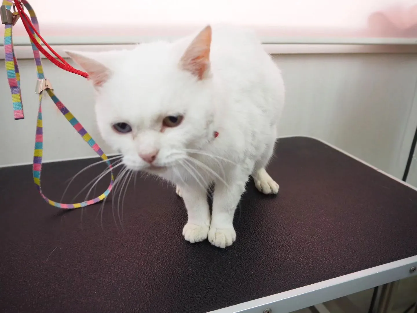 【トリミング】猫ちゃん【シャンプーコース】