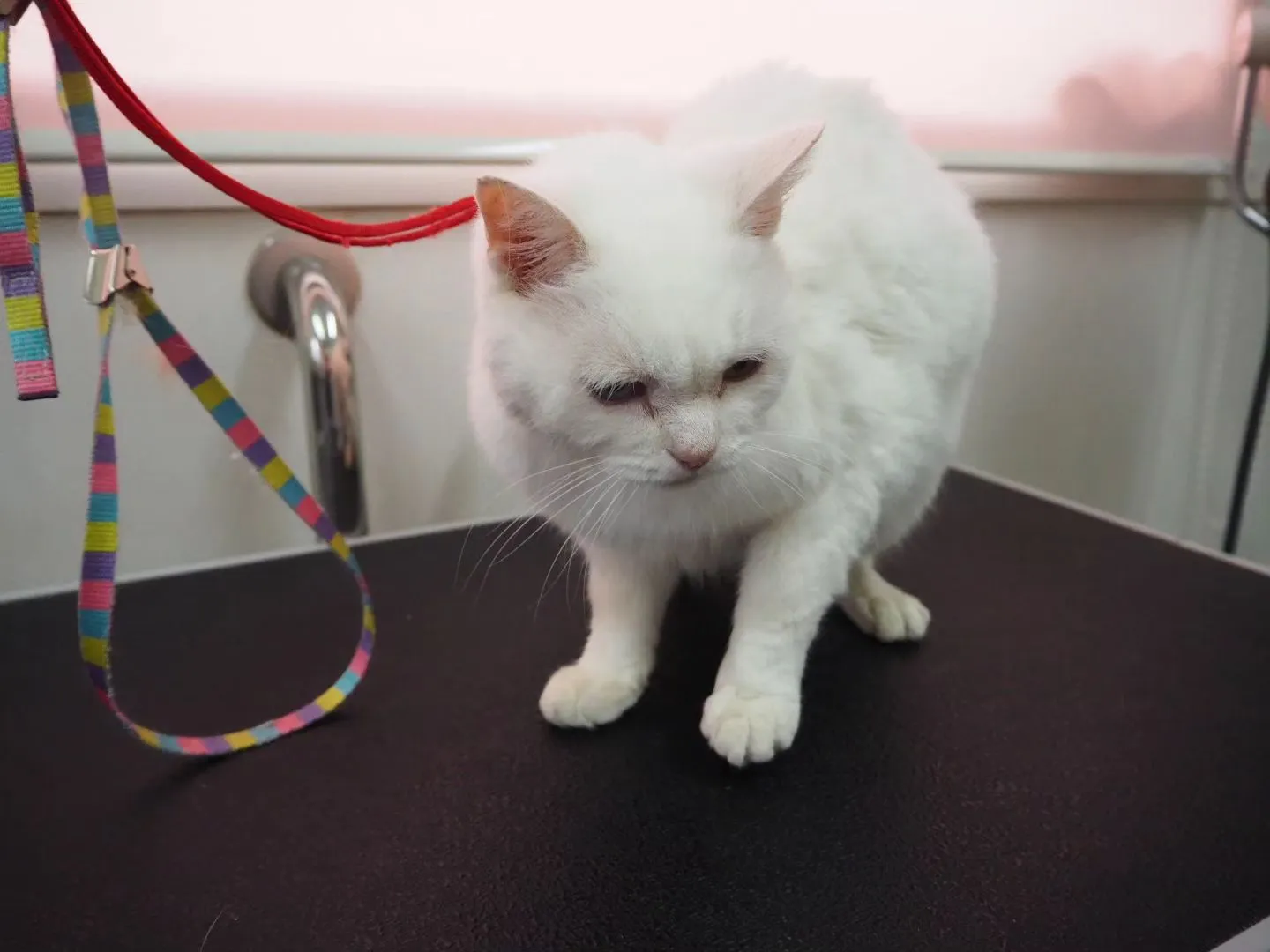 【トリミング】猫ちゃん【シャンプーコース】