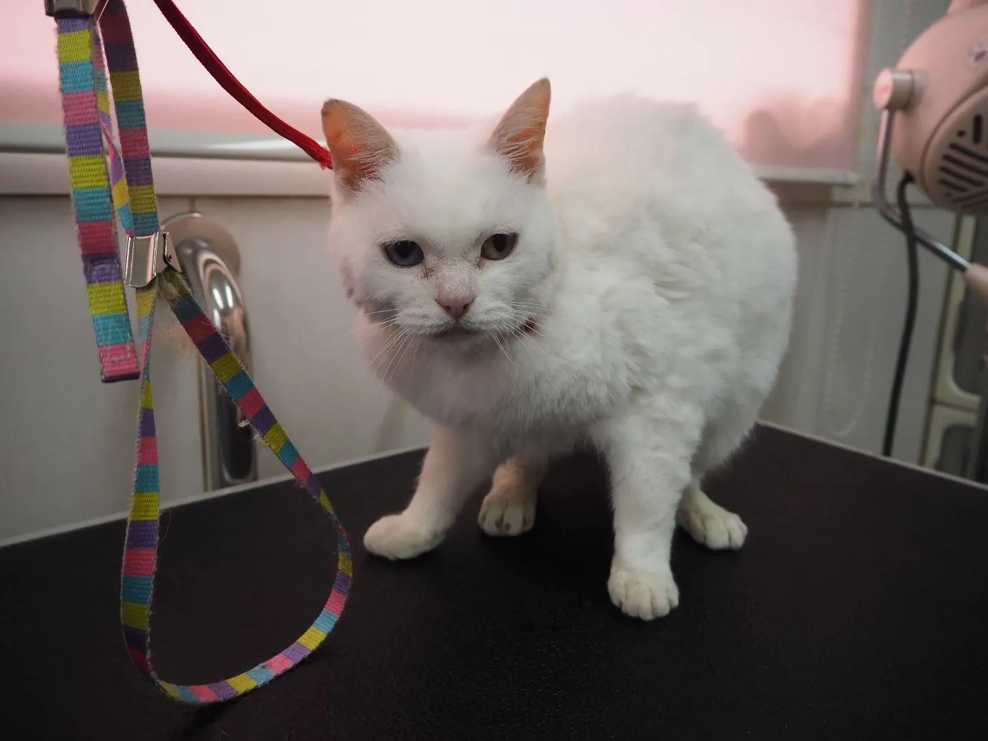 【トリミング】猫ちゃん【シャンプーコース】