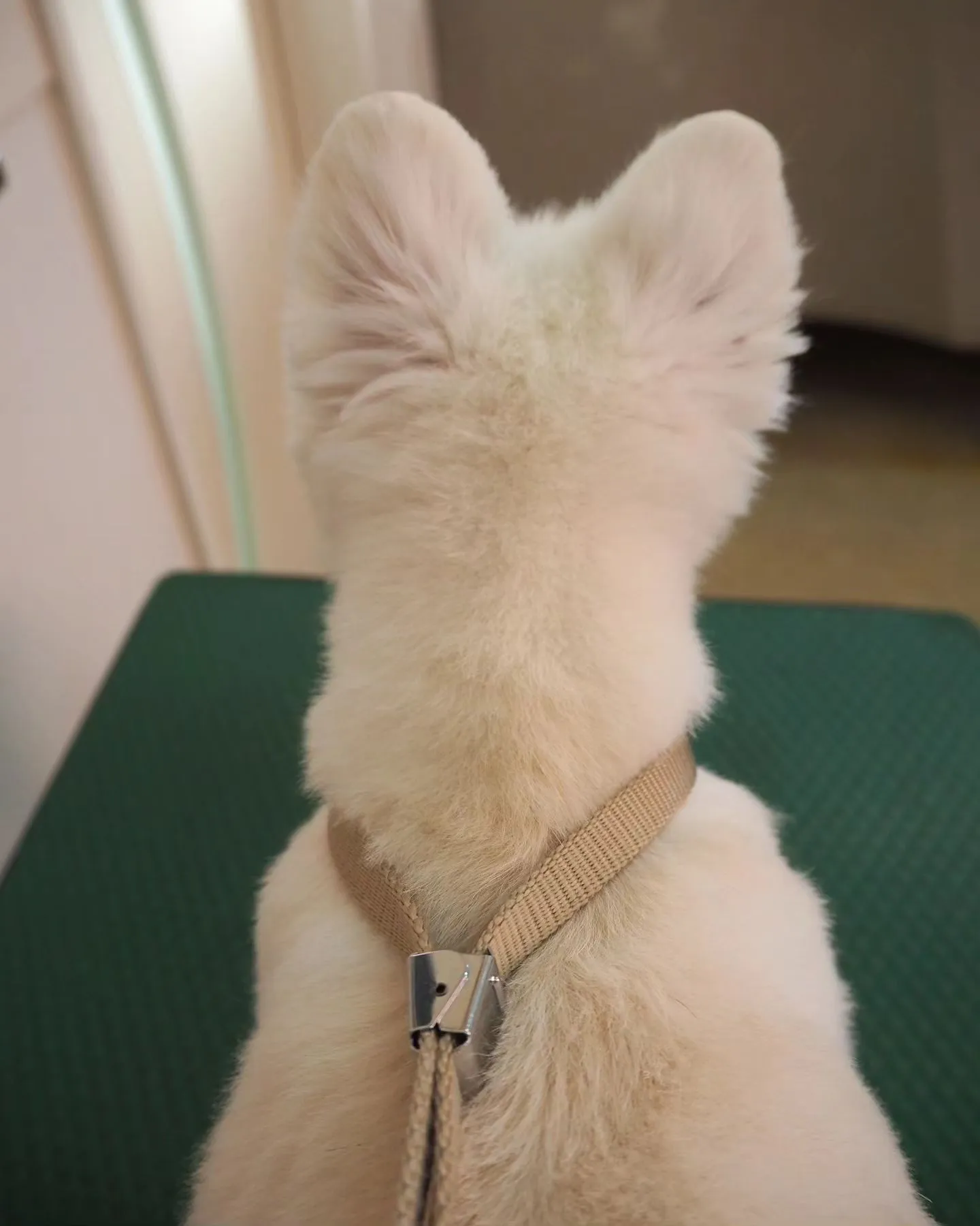 【トリミング】【お気に入りカット】