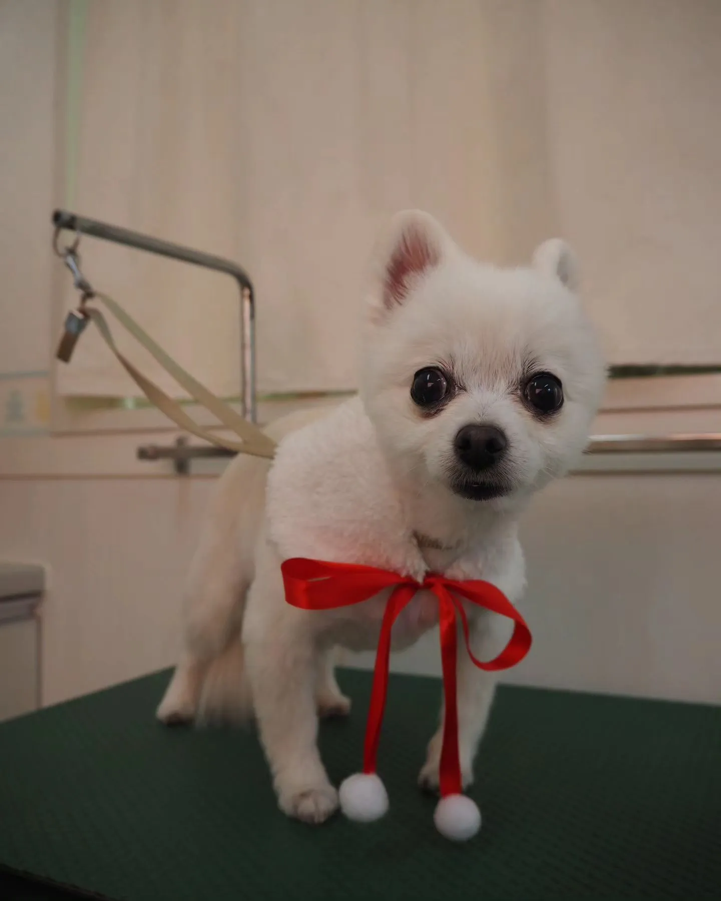 【トリミング】【お気に入りカット】