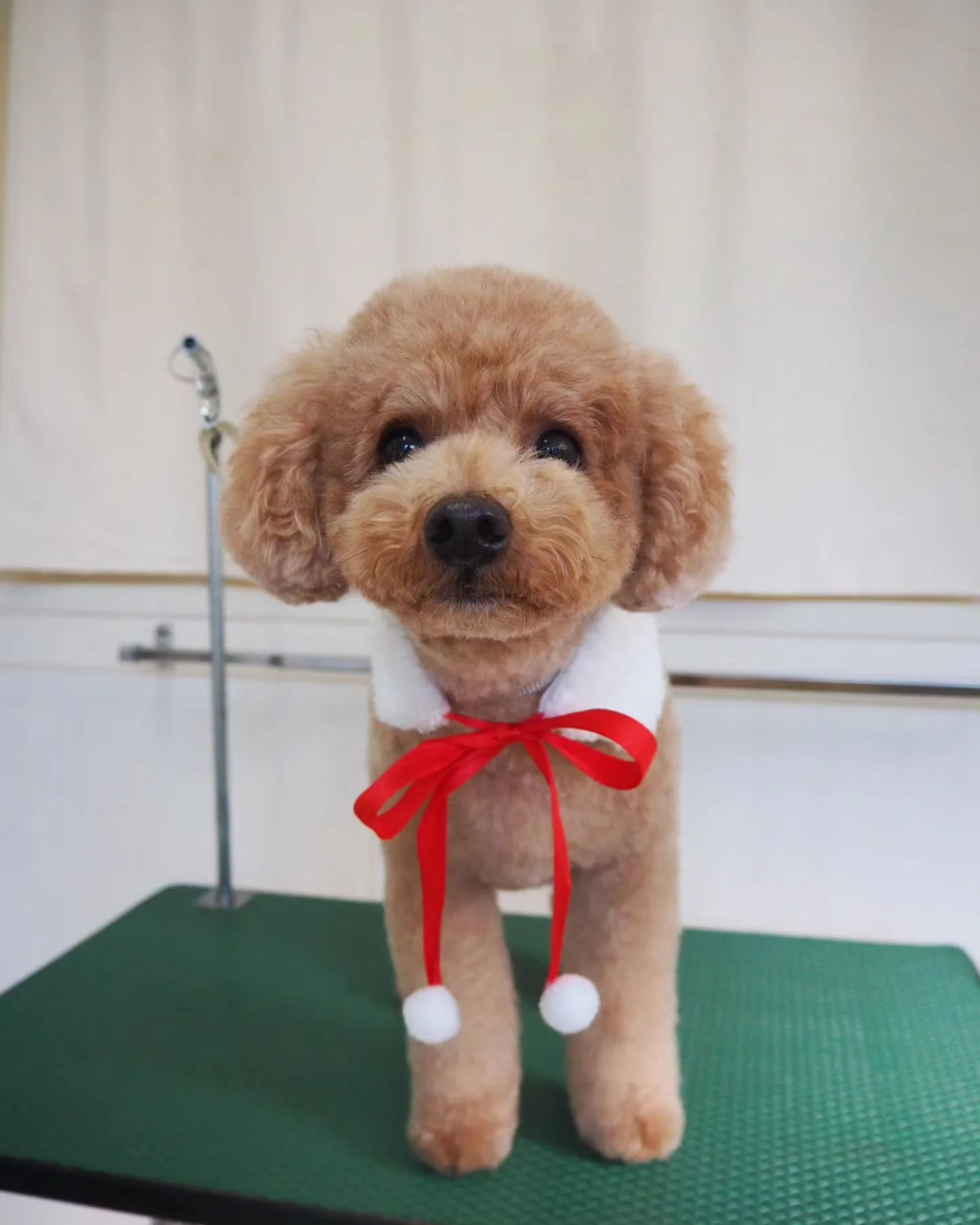 【トリミング】トイプードル【手足ハサミ】