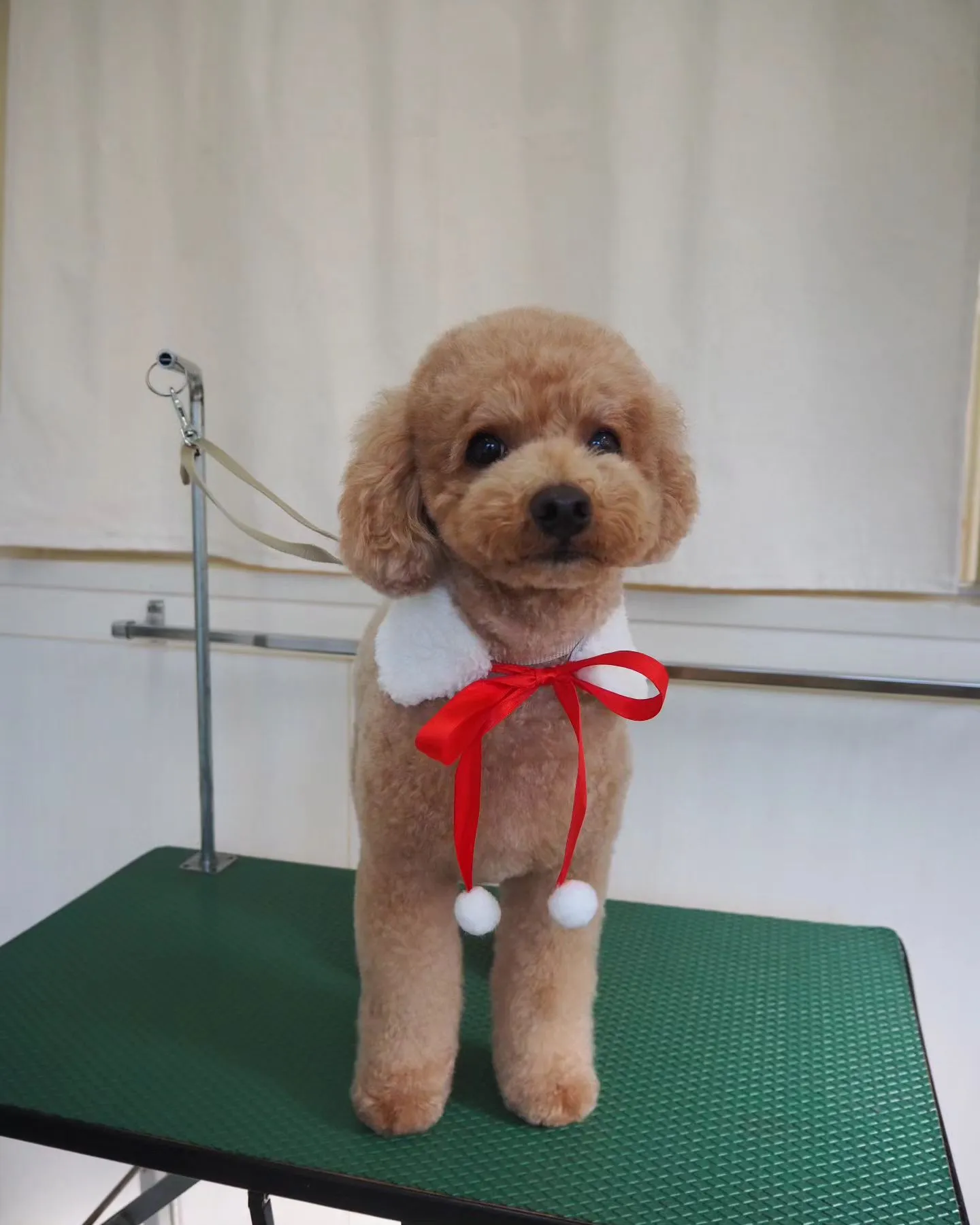 【トリミング】トイプードル【手足ハサミ】