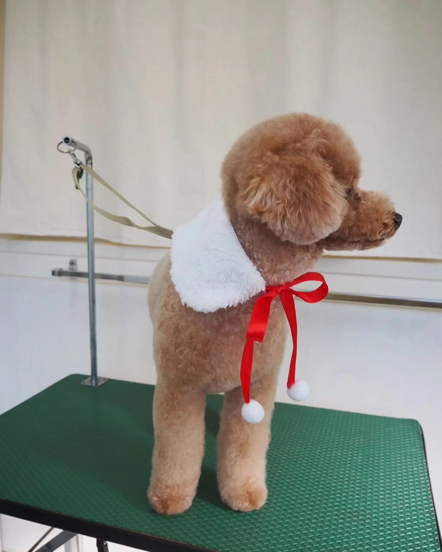 【トリミング】トイプードル【手足ハサミ】