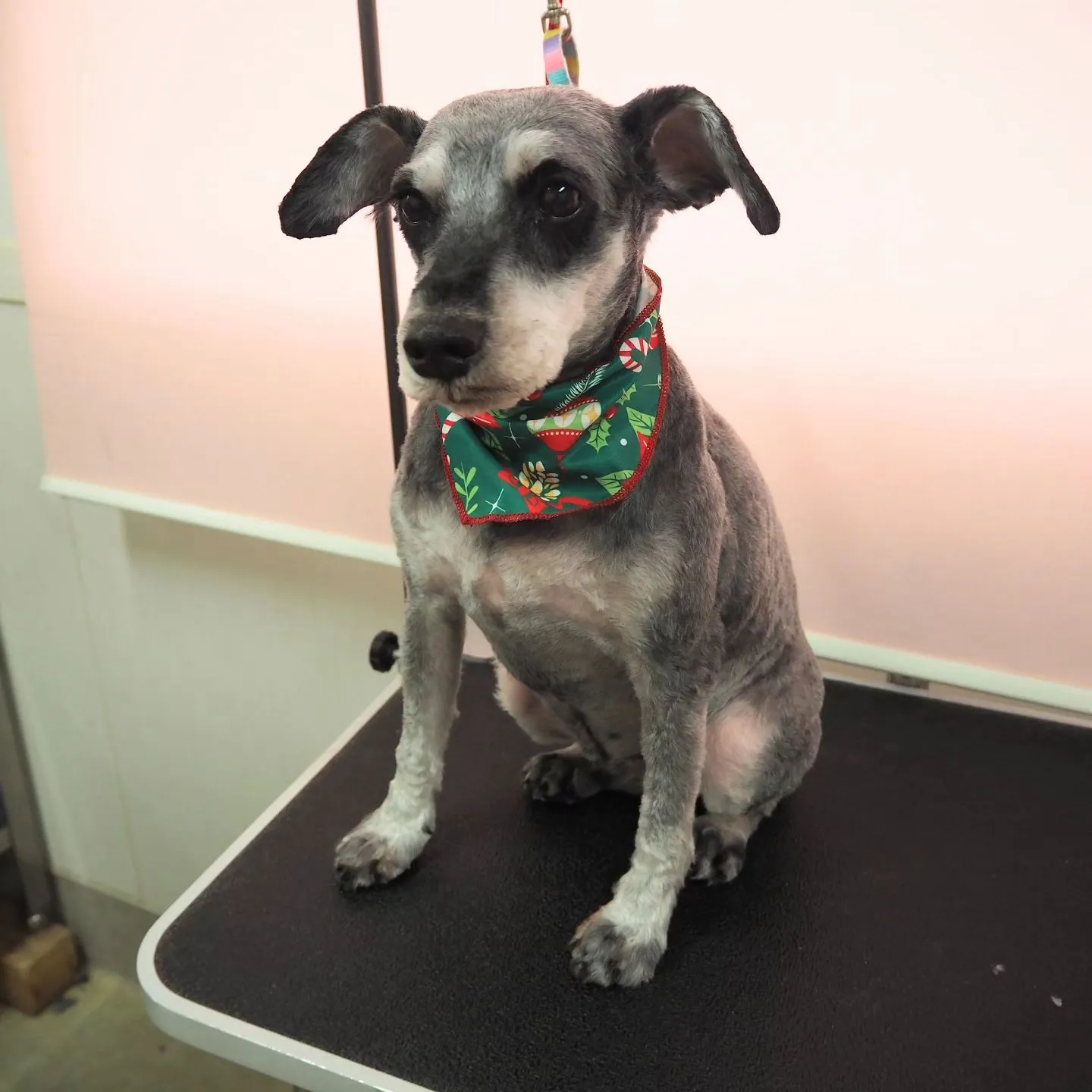 【トリミング】シュナウザー【同じ家の子達】