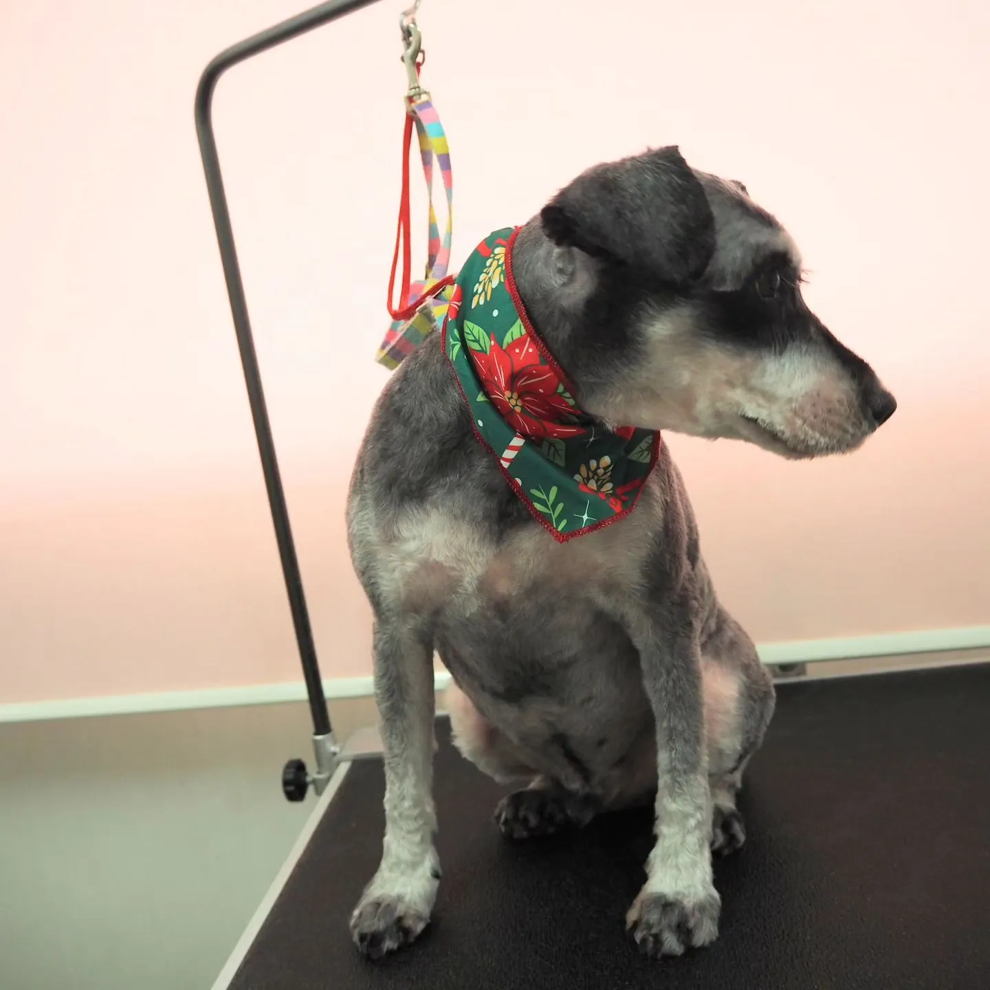 【トリミング】シュナウザー【同じ家の子達】