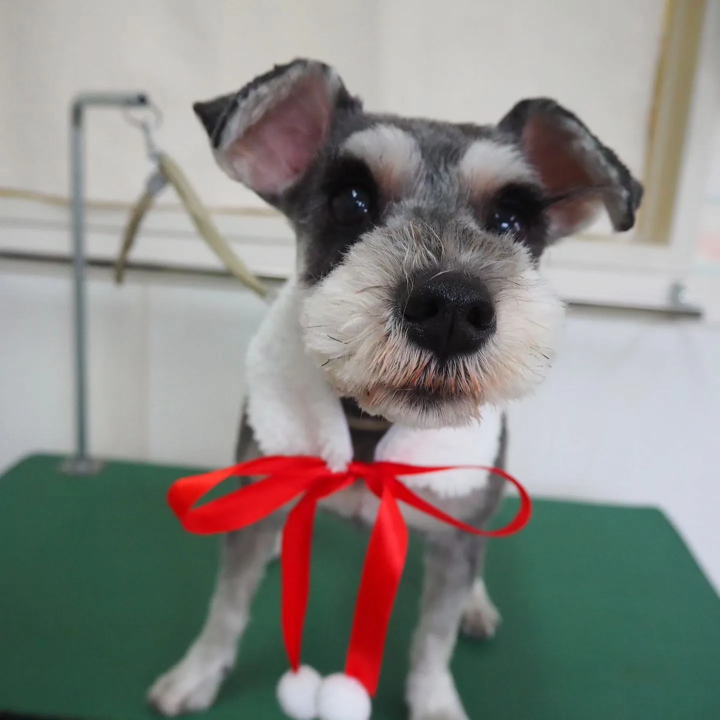 【トリミング】シュナウザー【同じ家の子達】