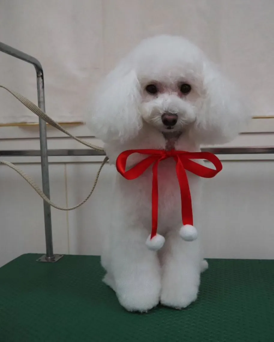 【トリミング】トイプードル【テディベア】