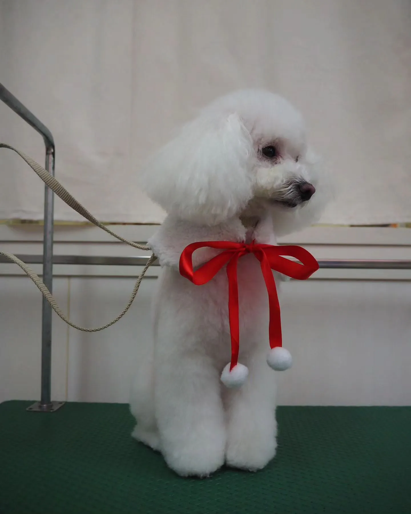 【トリミング】トイプードル【テディベア】