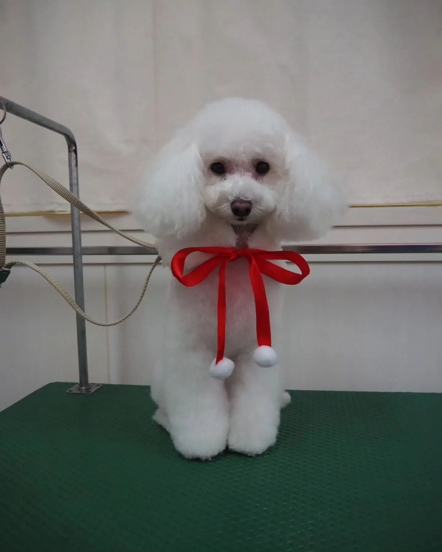 【トリミング】トイプードル【テディベア】