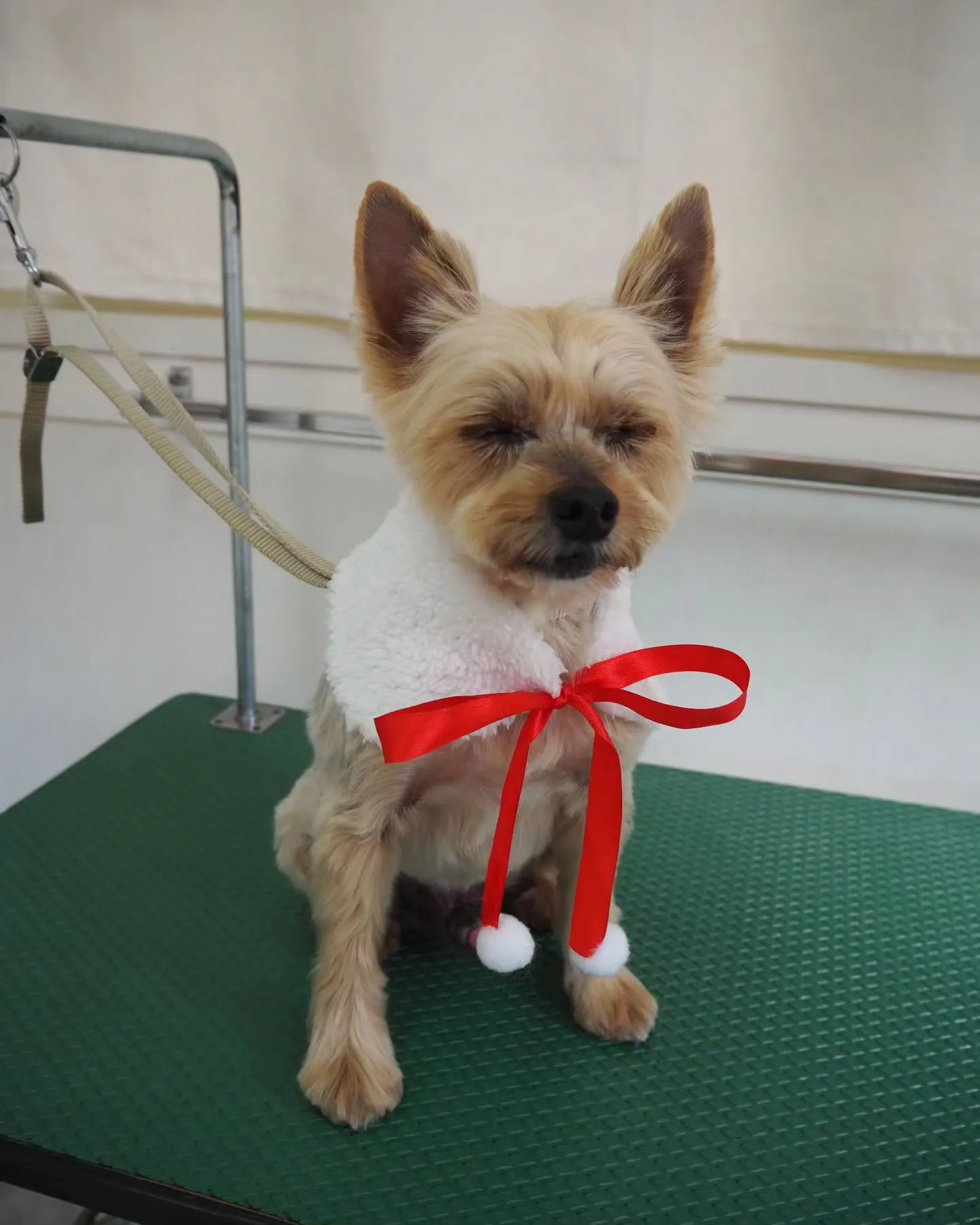 【トリミング】ヨークシャーテリア【ヨーキーカット】