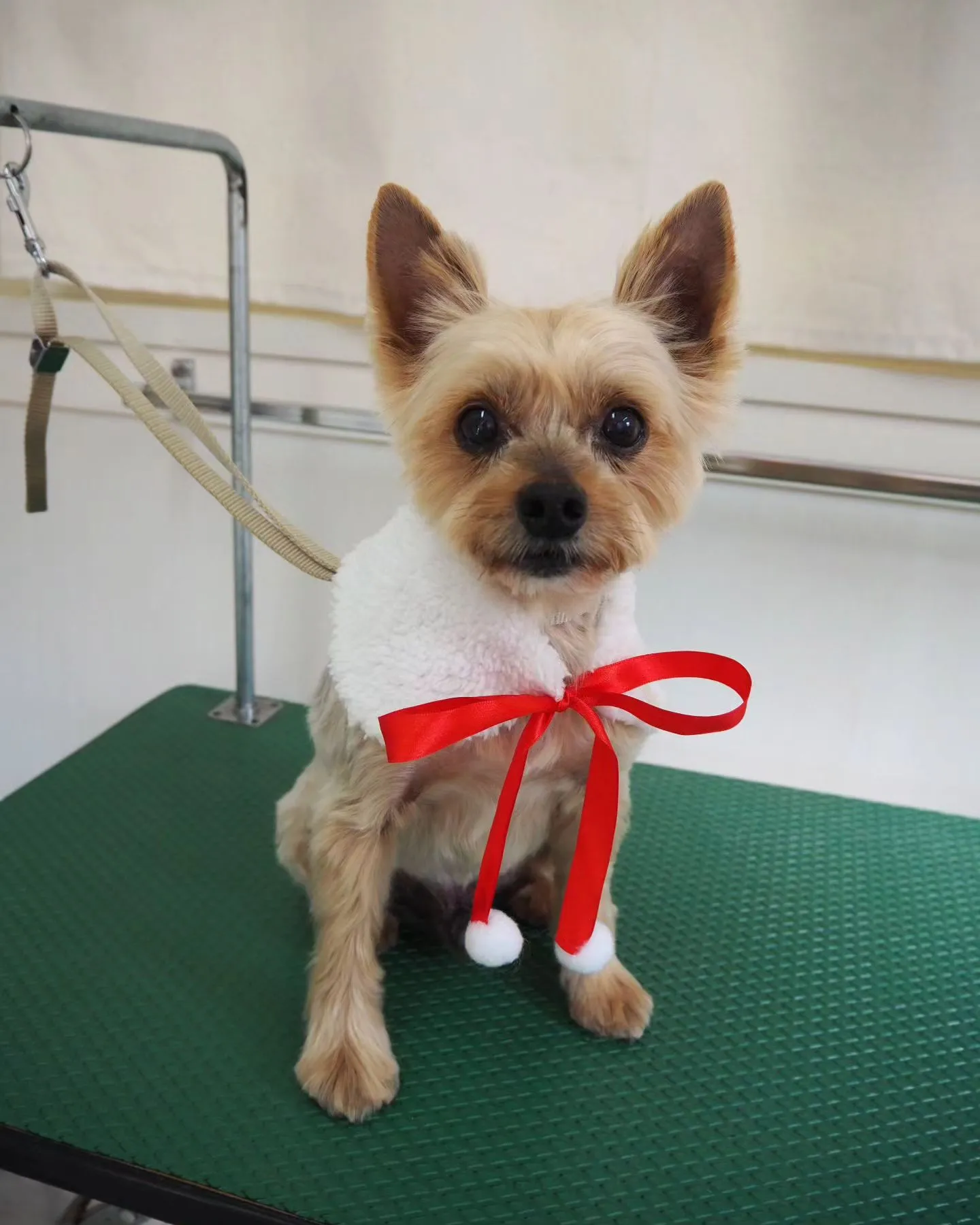 【トリミング】ヨークシャーテリア【ヨーキーカット】