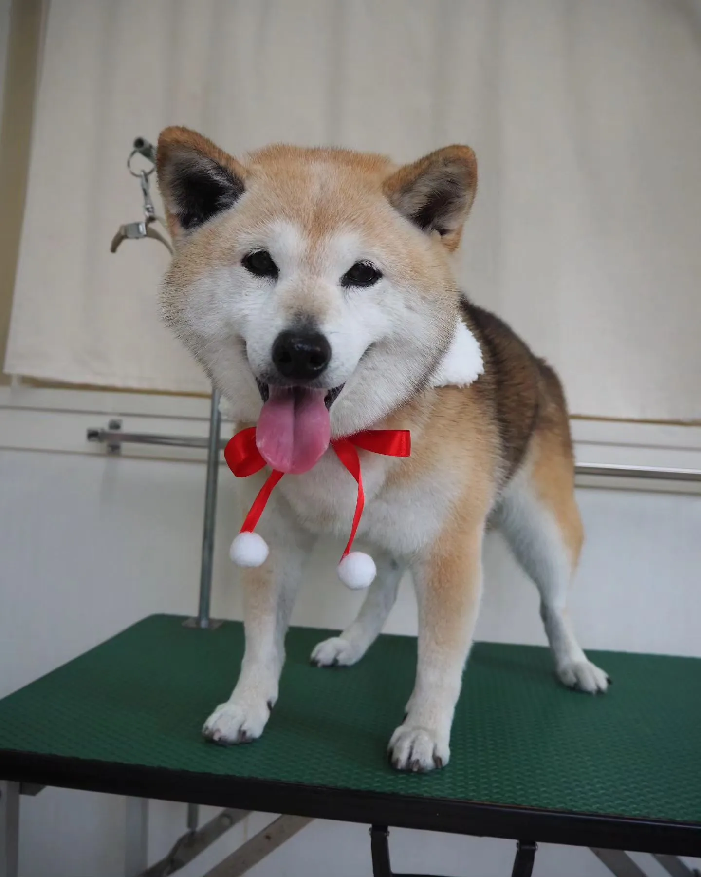 【トリミング】柴犬【シャンプーコース】