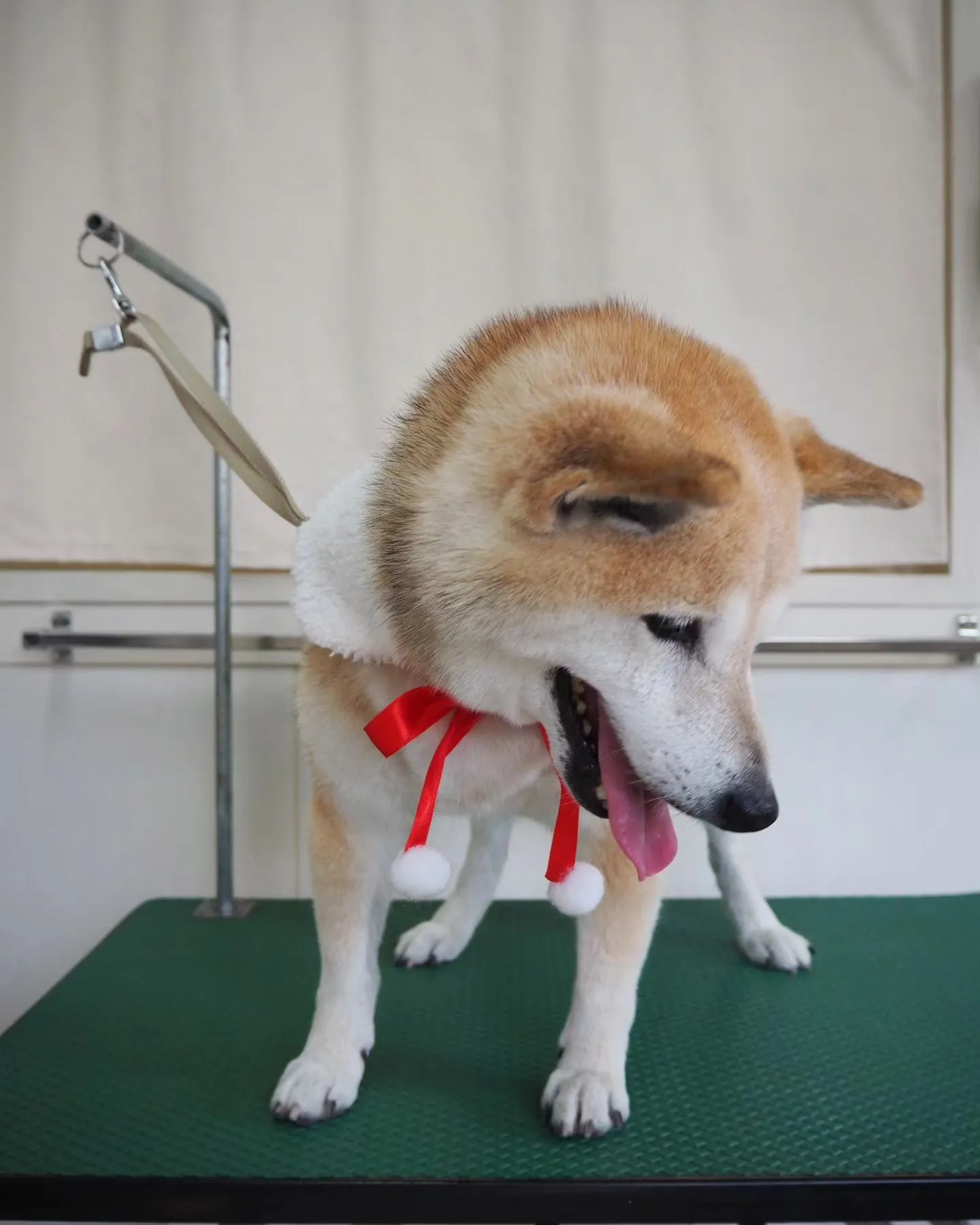 【トリミング】柴犬【シャンプーコース】