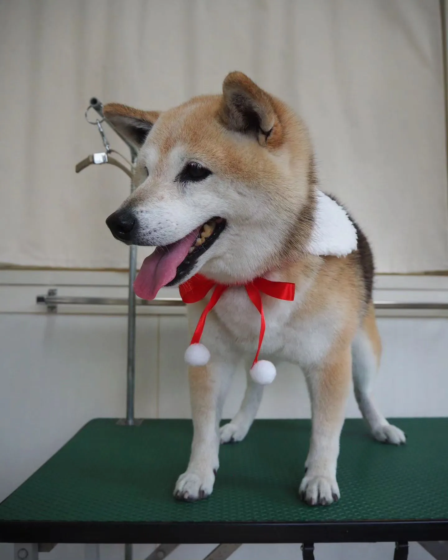 【トリミング】柴犬【シャンプーコース】