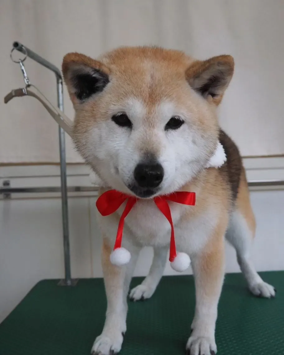 【トリミング】柴犬【シャンプーコース】