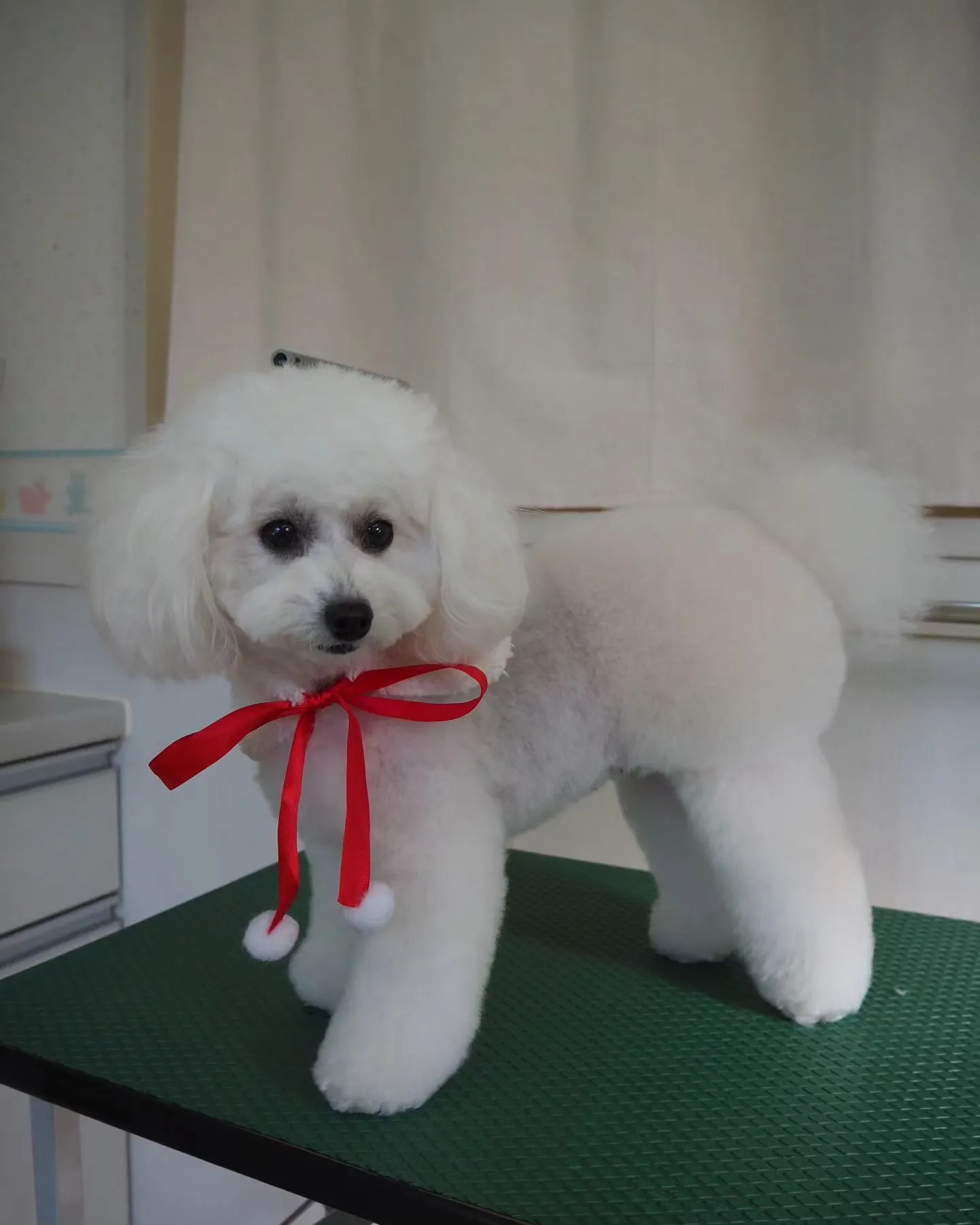 【トリミング】トイプードル【おパンツカット】