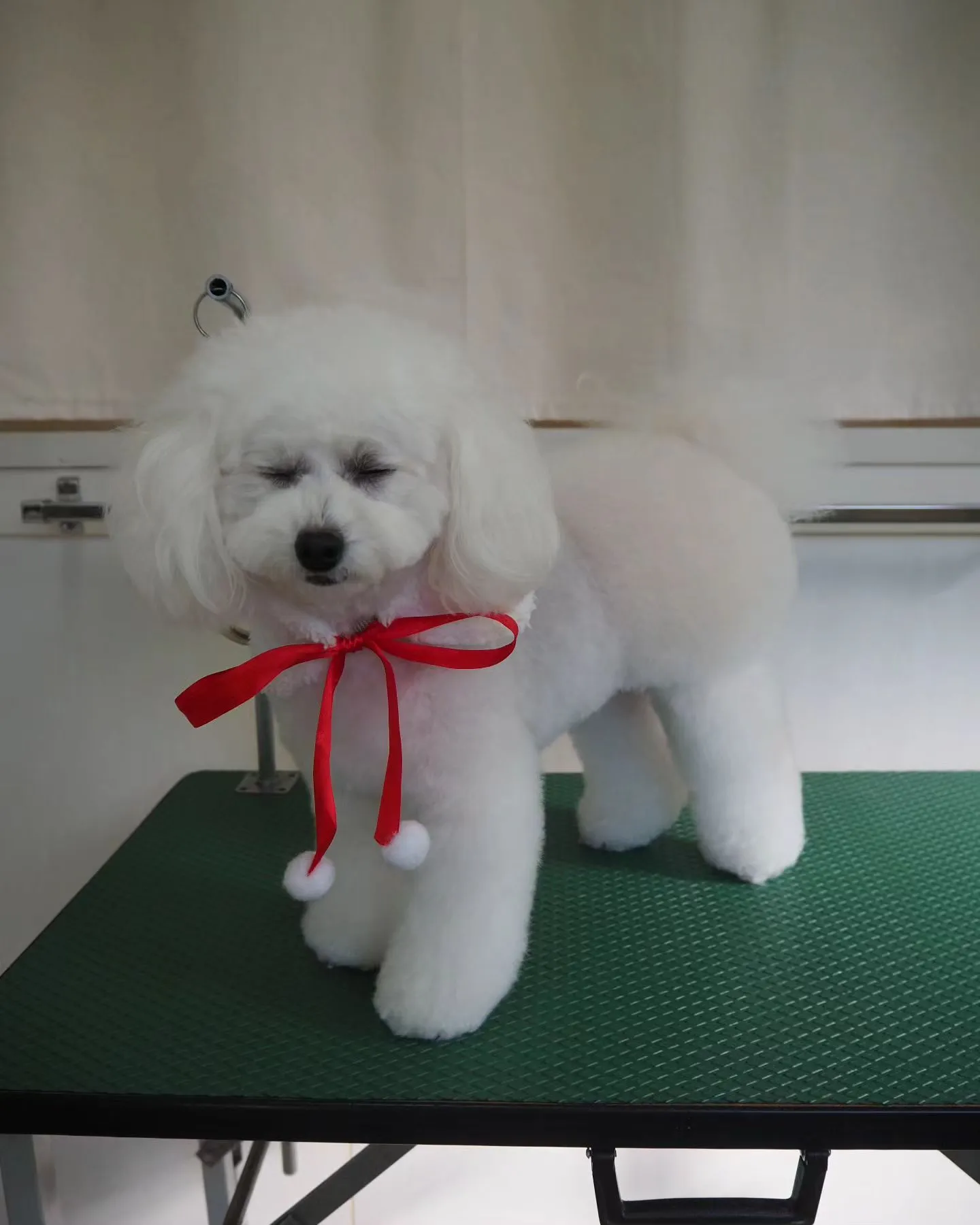 【トリミング】トイプードル【おパンツカット】