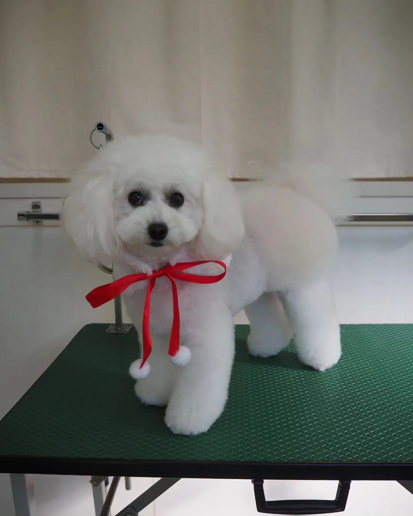 【トリミング】トイプードル【おパンツカット】