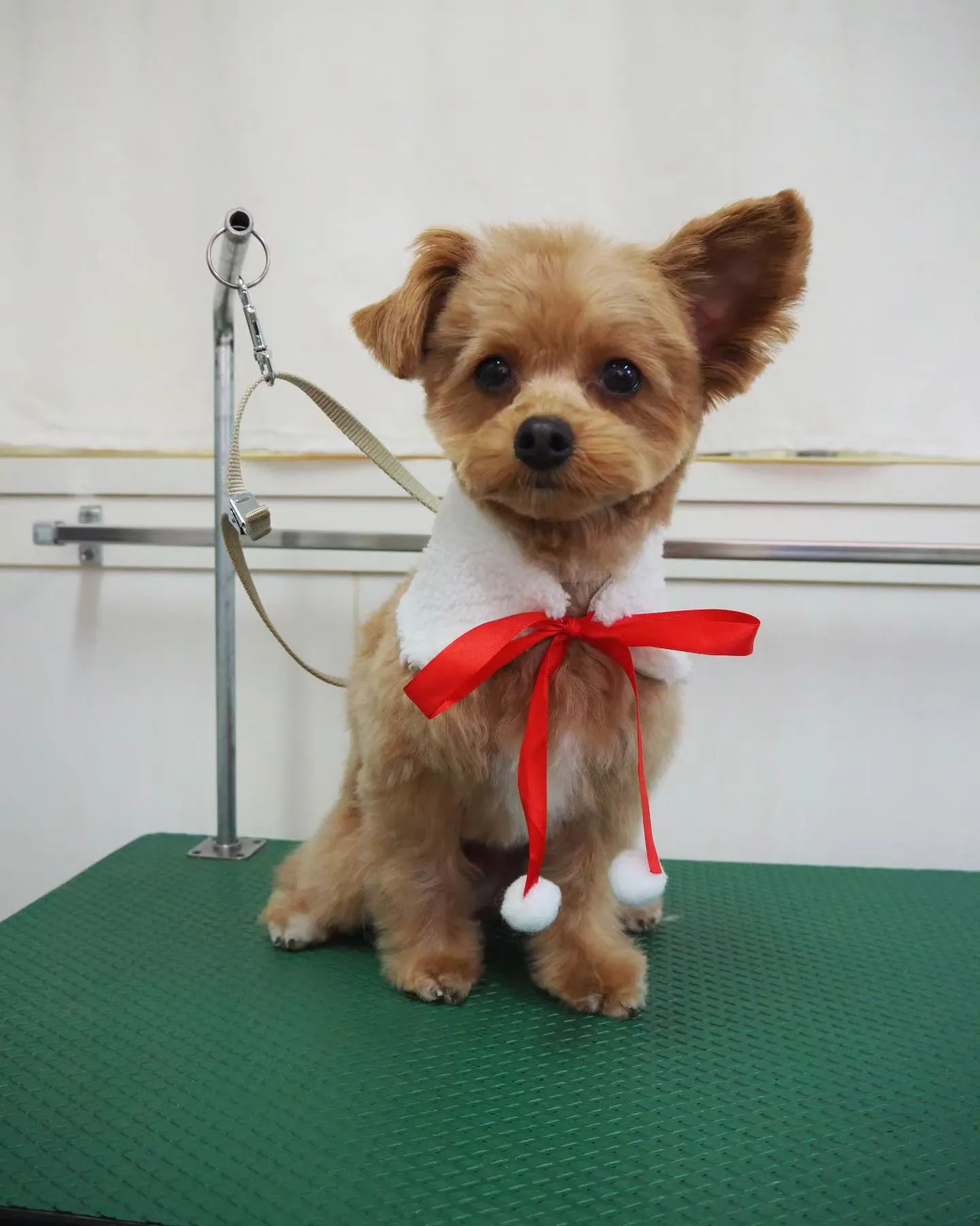 【トリミング】【ご希望カット】