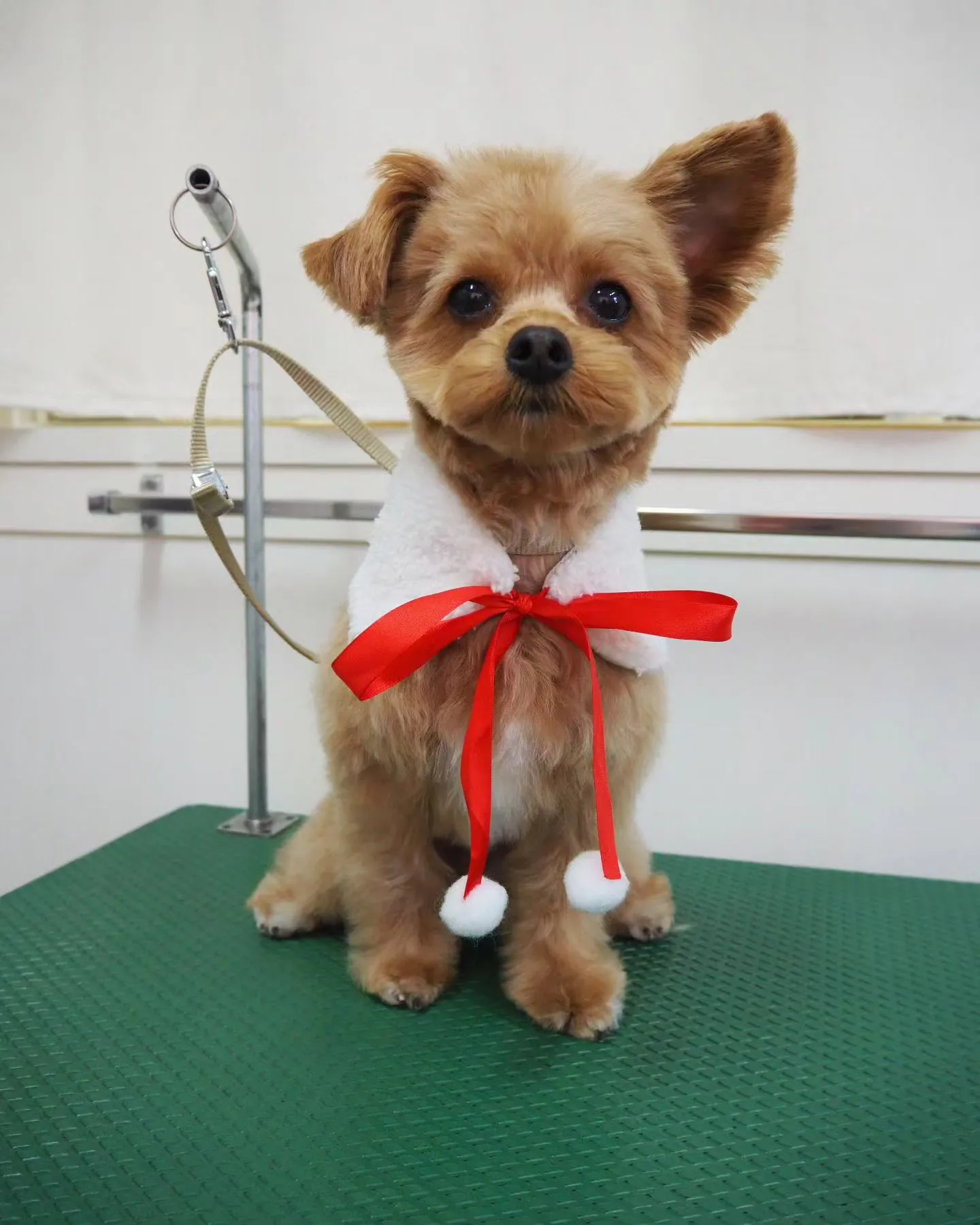 【トリミング】【ご希望カット】