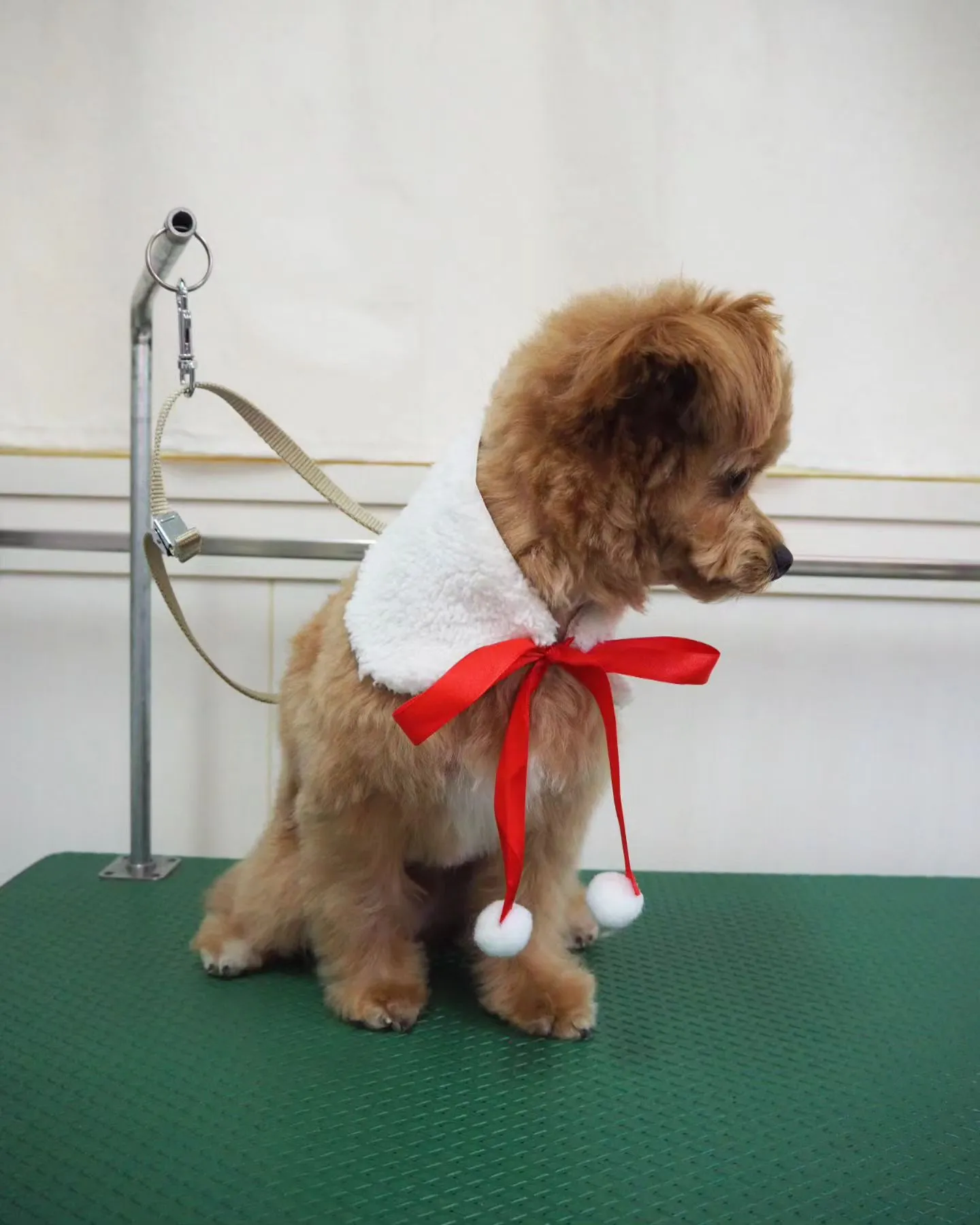 【トリミング】【ご希望カット】