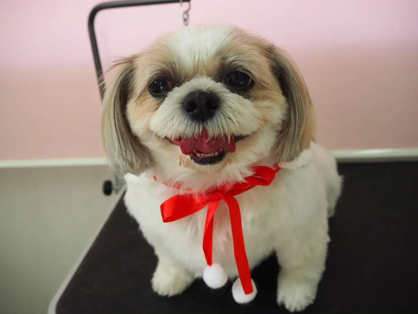 【トリミング】シーズー【シャンプーコース】