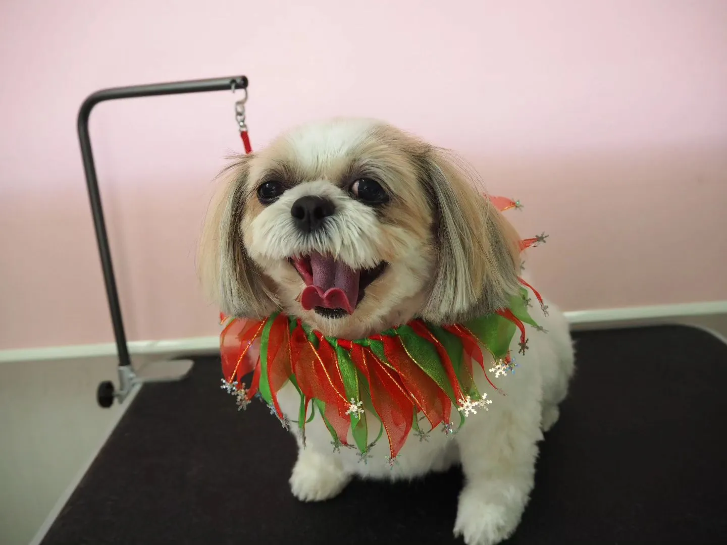 【トリミング】シーズー【シャンプーコース】