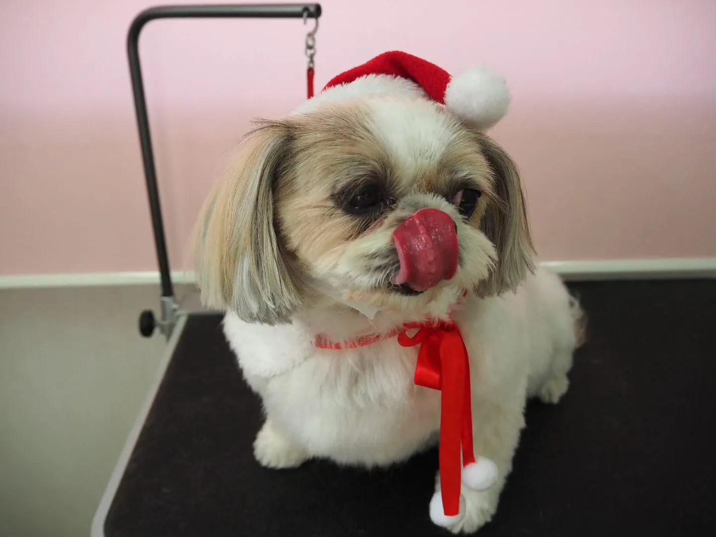 【トリミング】シーズー【シャンプーコース】