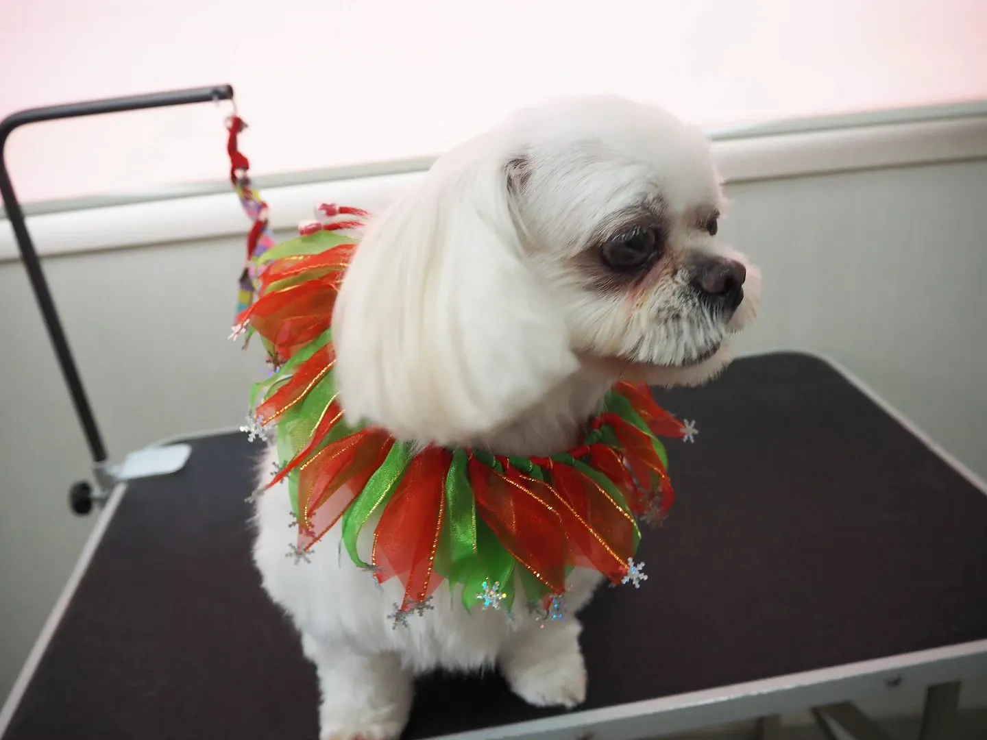 【トリミング】【部分カット多め】