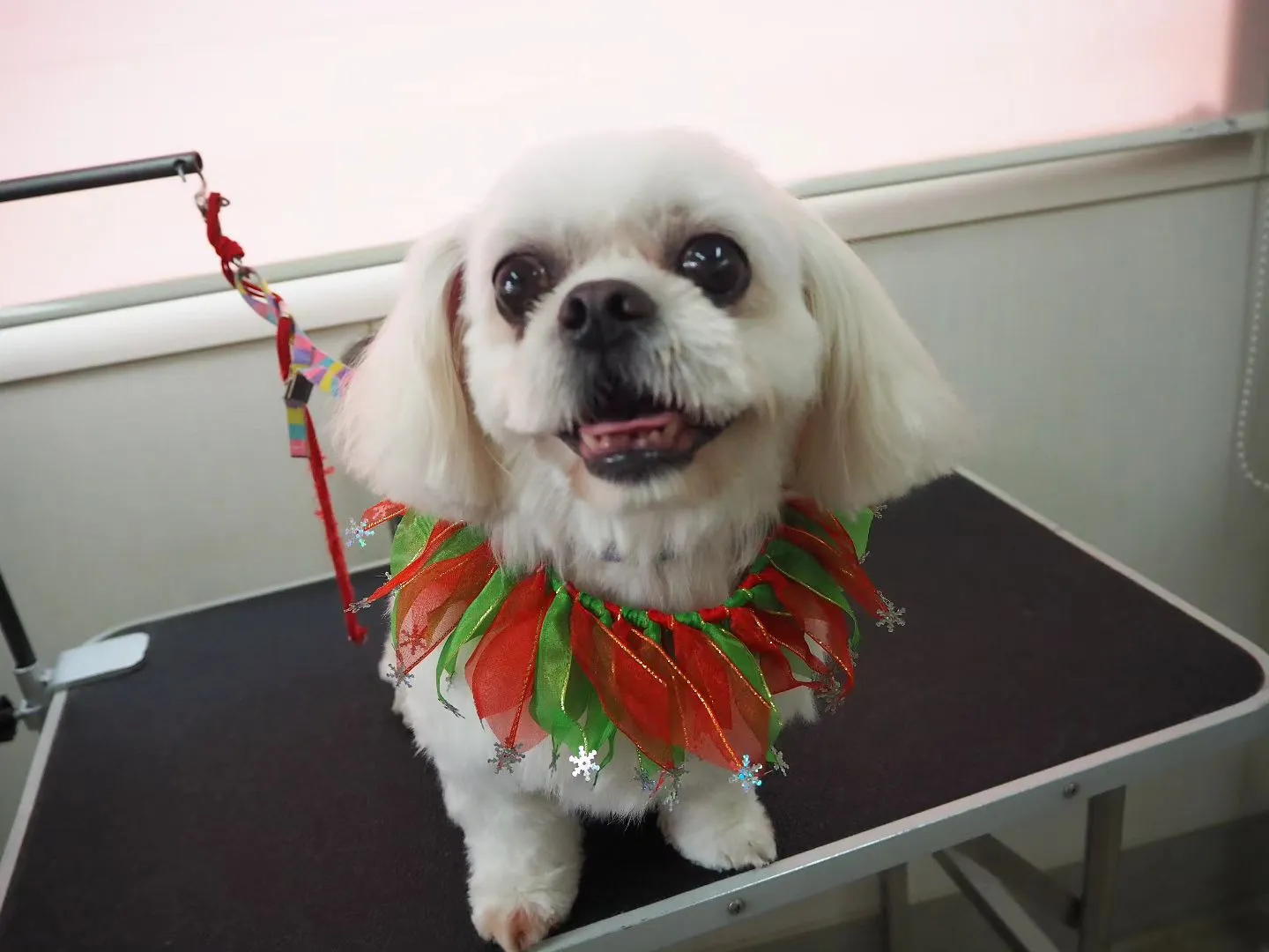 【トリミング】【部分カット多め】