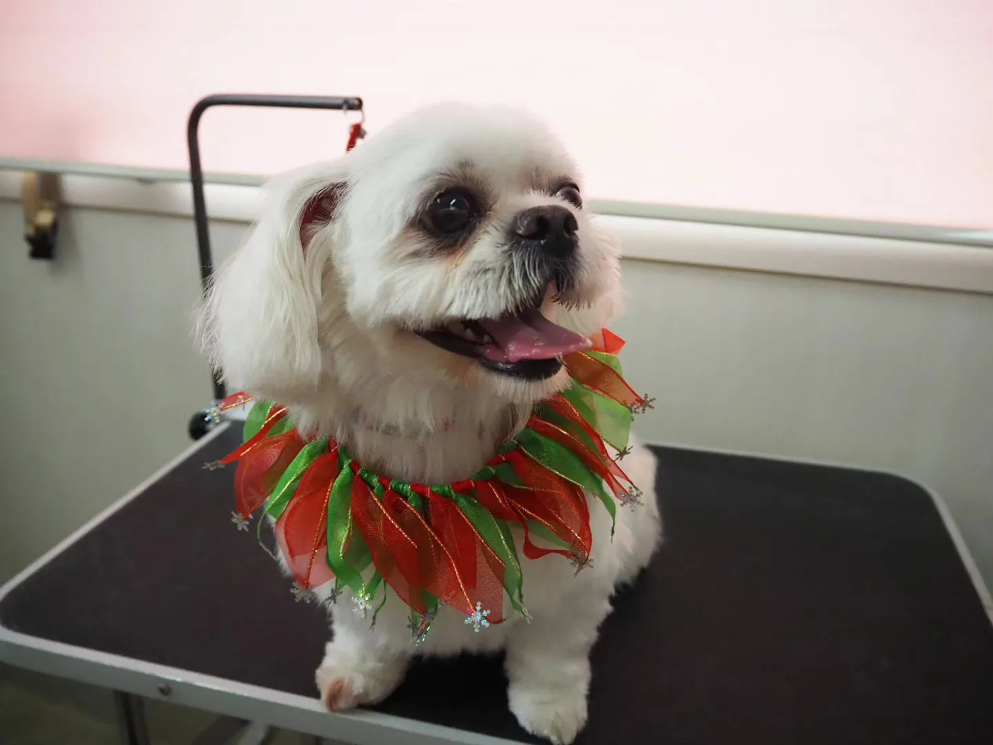 【トリミング】【部分カット多め】