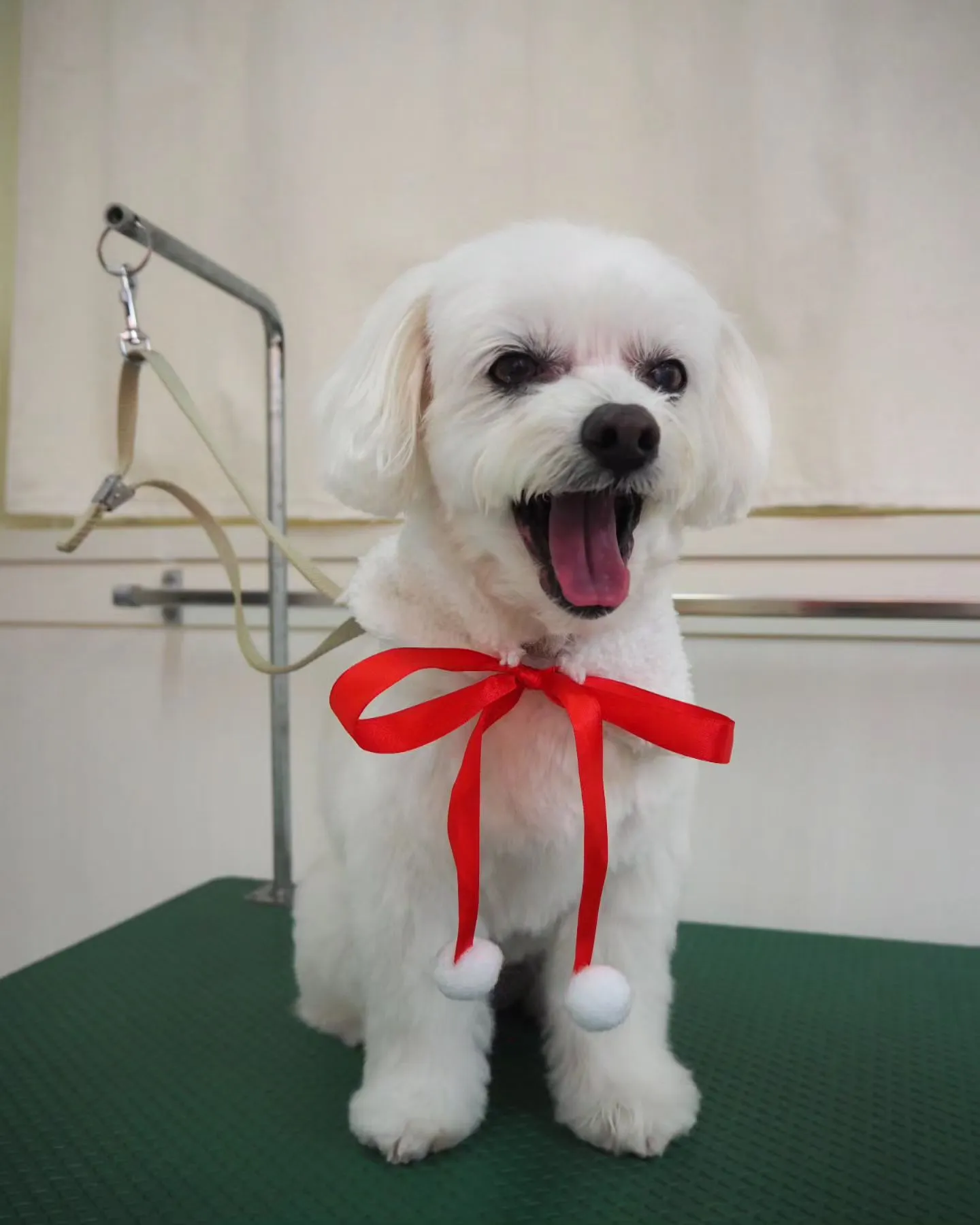 【トリミング】【冬仕様】