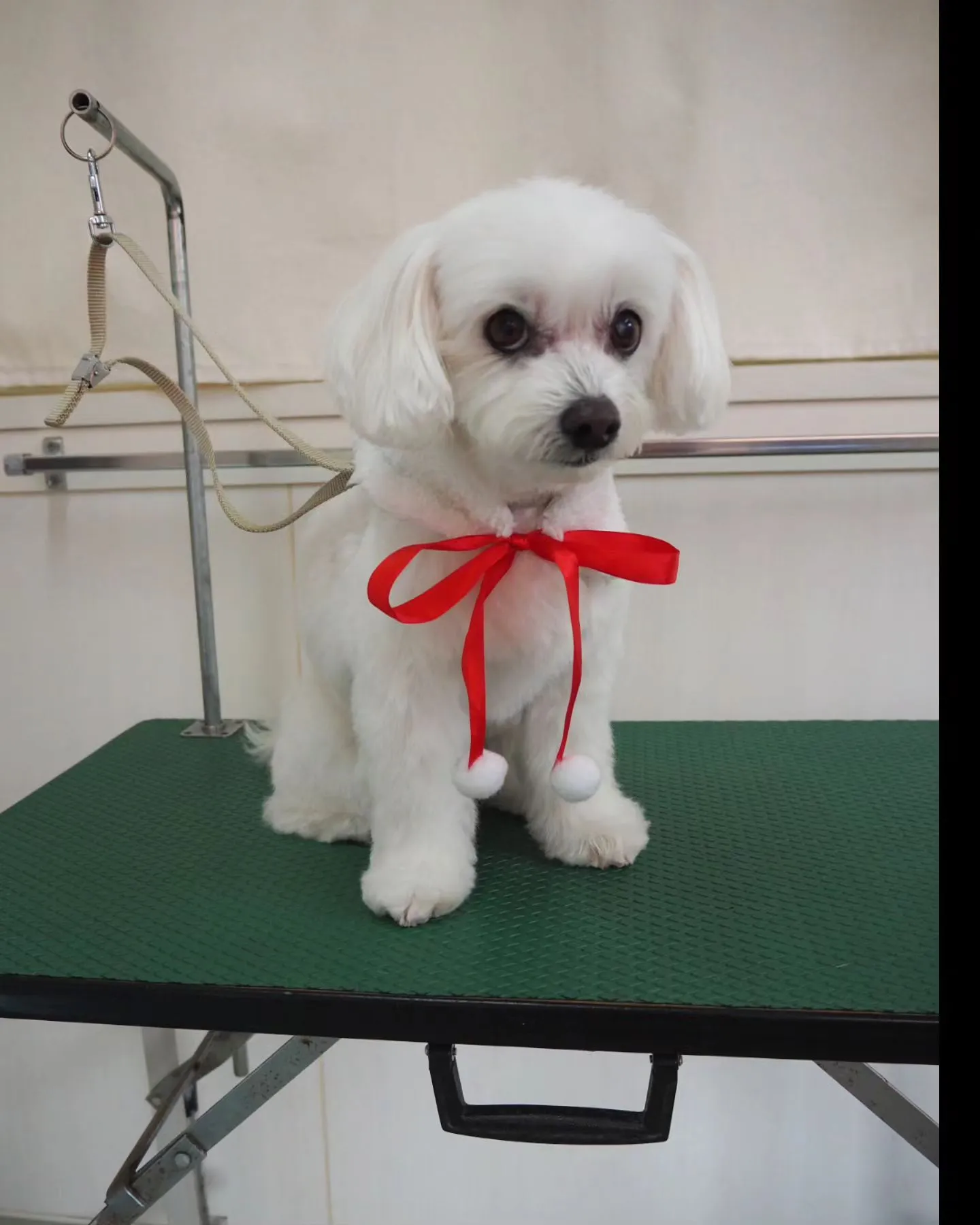 【トリミング】【冬仕様】