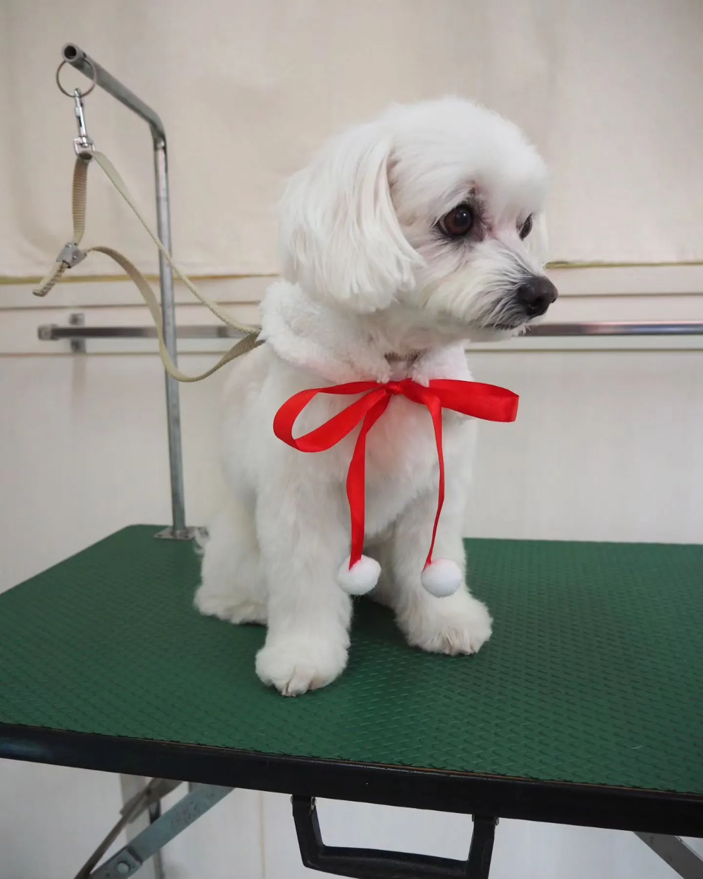 【トリミング】【冬仕様】