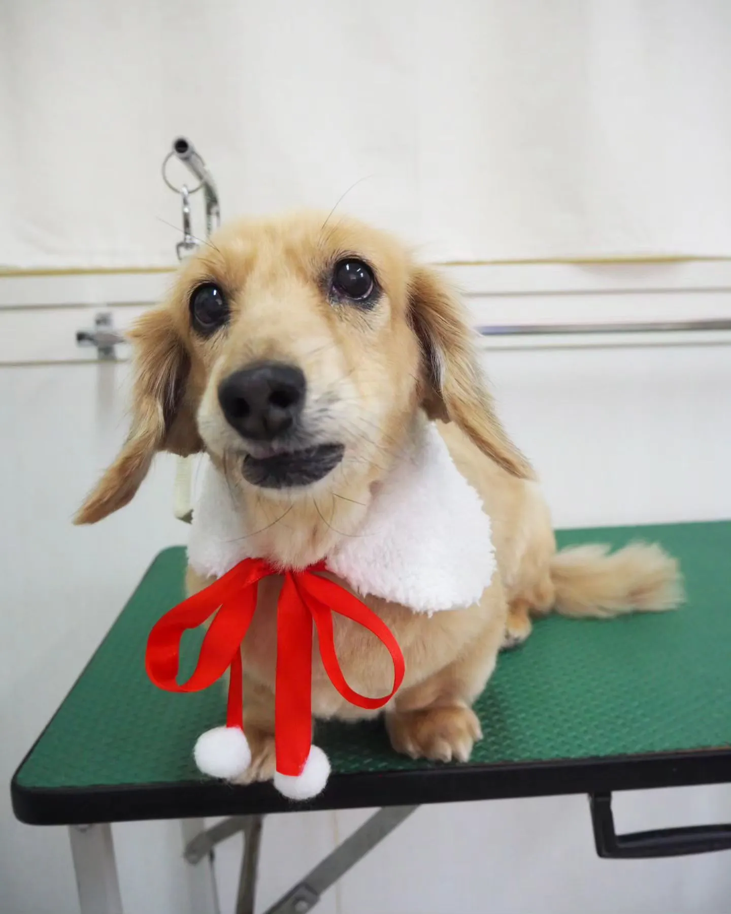 【トリミング】ミニチュアダックスフンド【薬浴シャンプー】