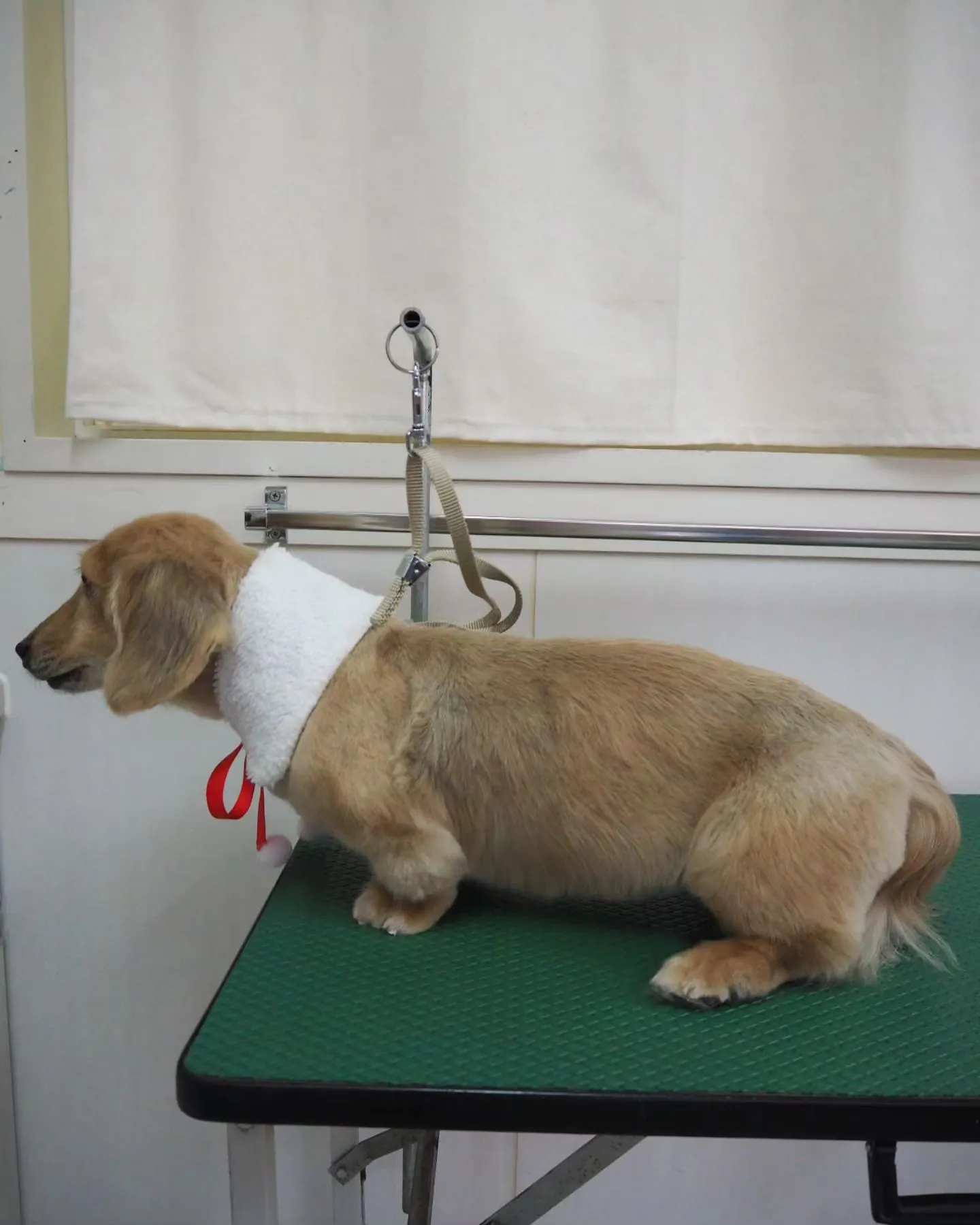 【トリミング】ミニチュアダックスフンド【薬浴シャンプー】